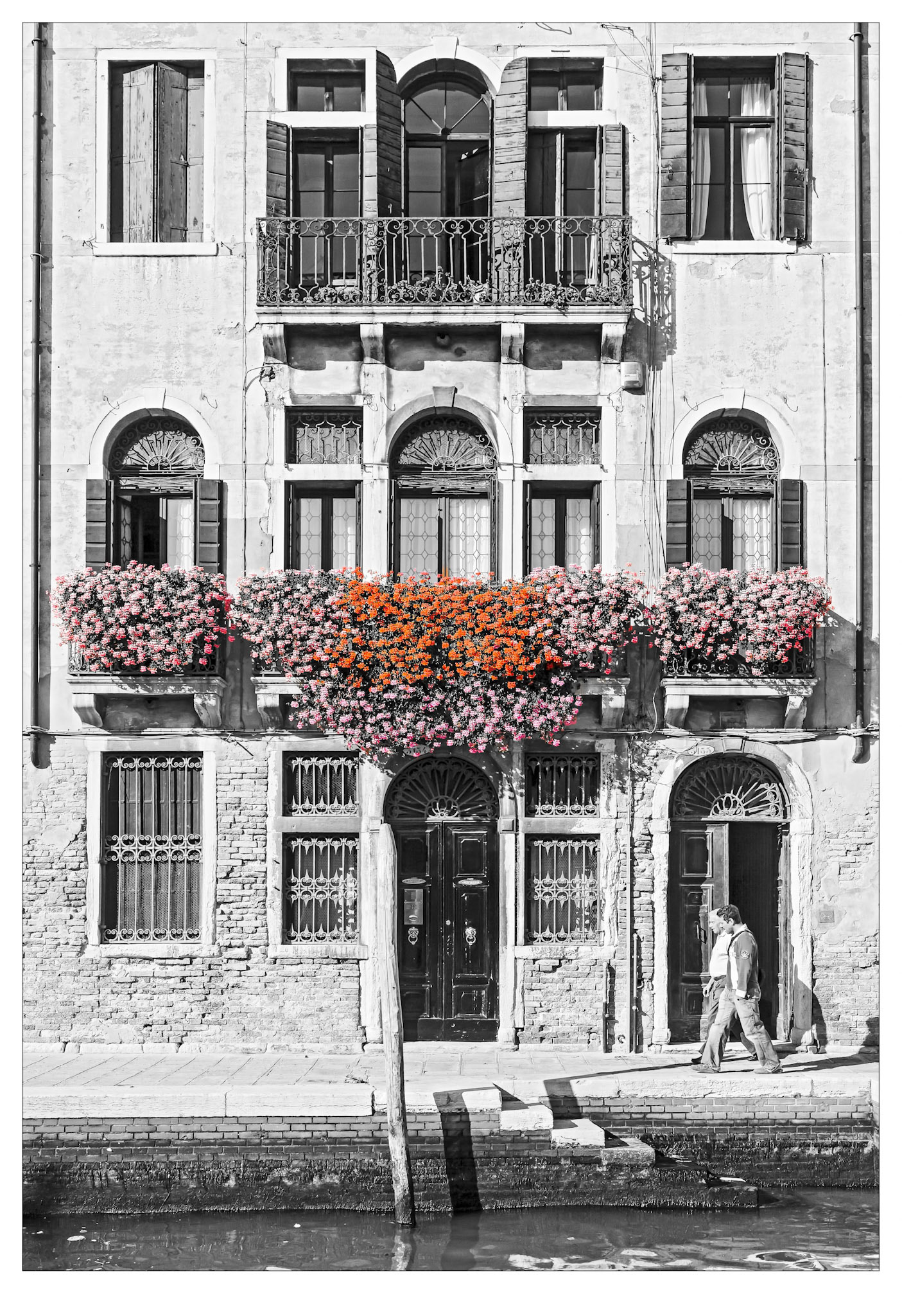 Geraniums - Venice, Italy