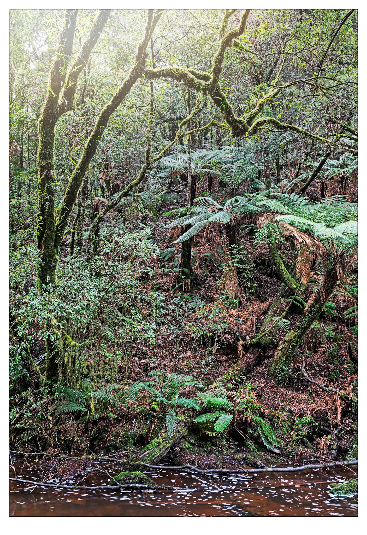 Chaos in Green #2 - Tarkine, Tasmania