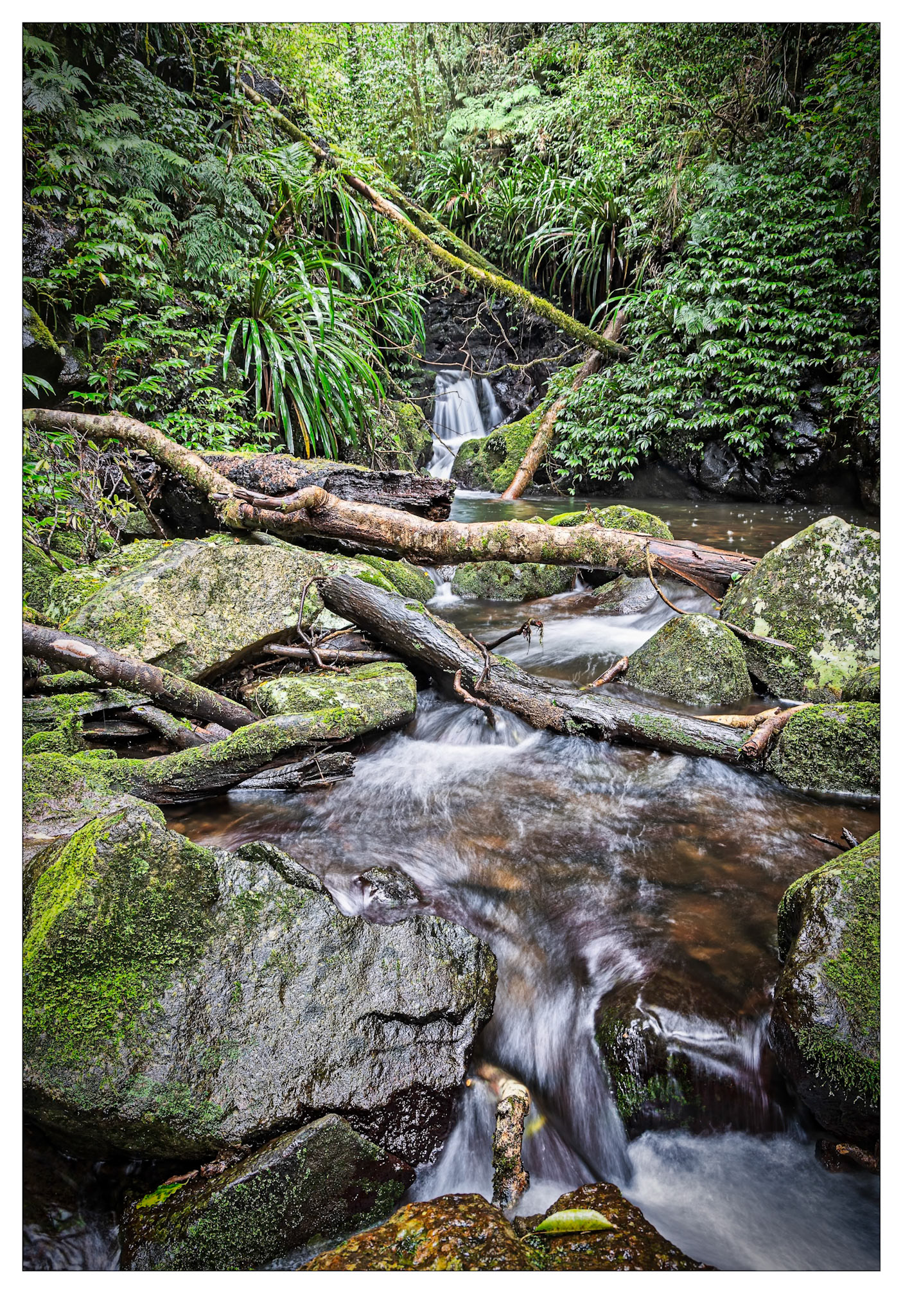 Magic Light - Lamington National Park, Queensland