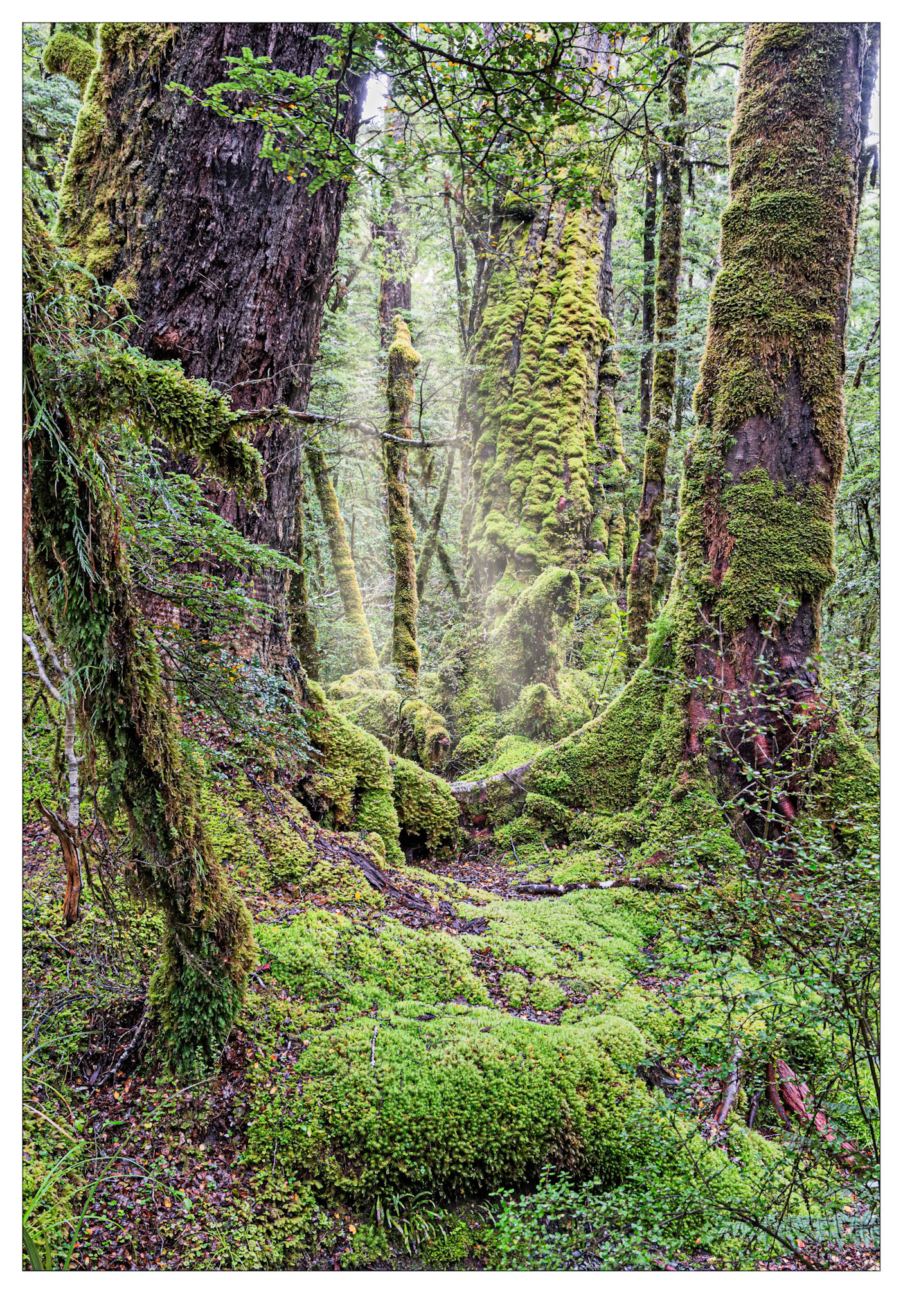Happy Place - Lake Gunn, New Zealand
