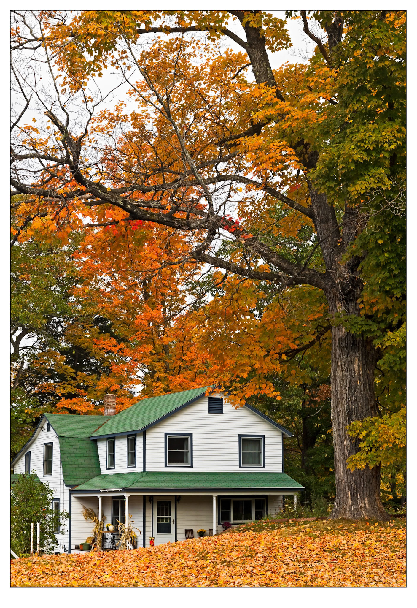 Colour Me Orange - New Hampshire, USA