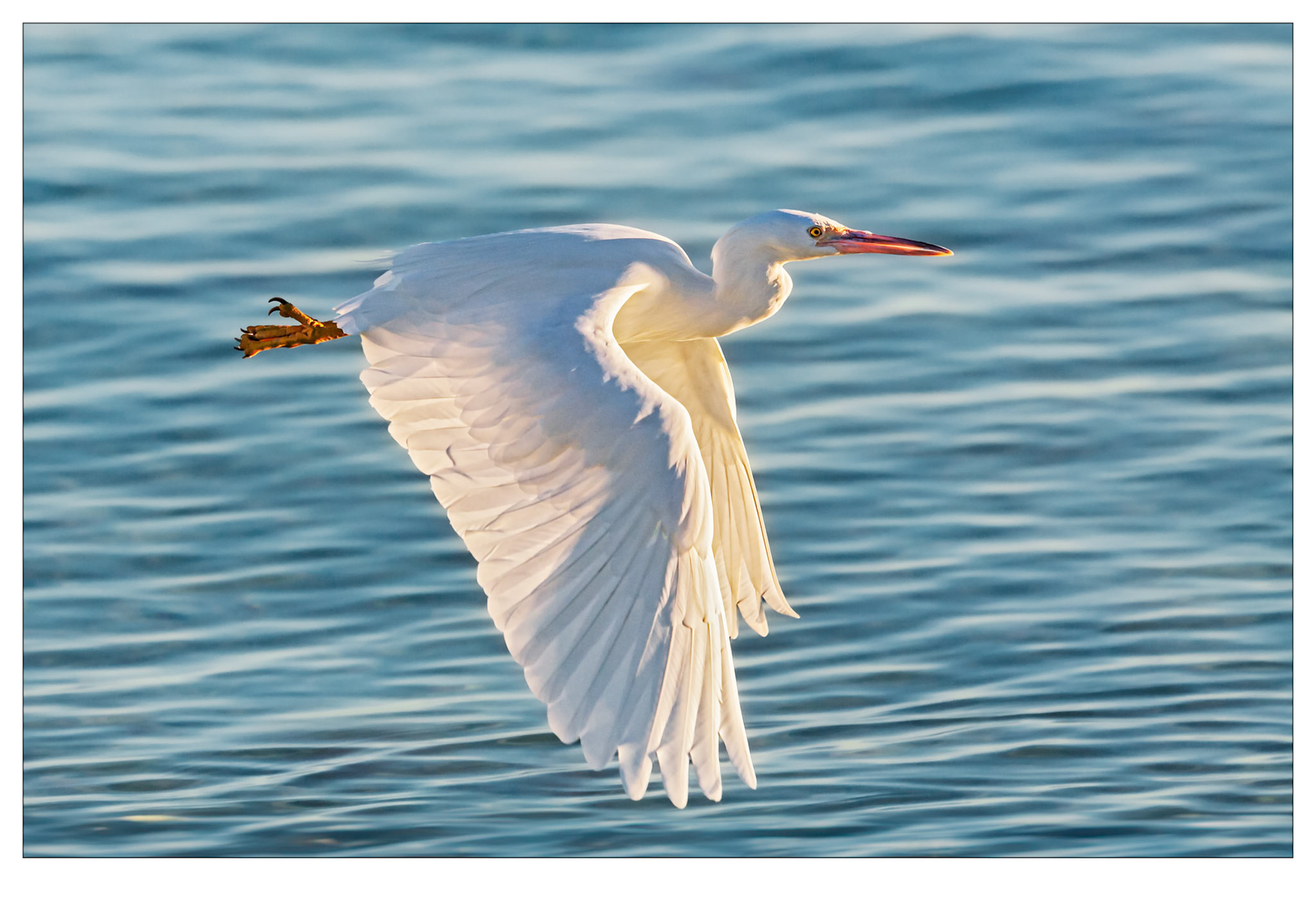 Majesty - Heron Island, Queensland