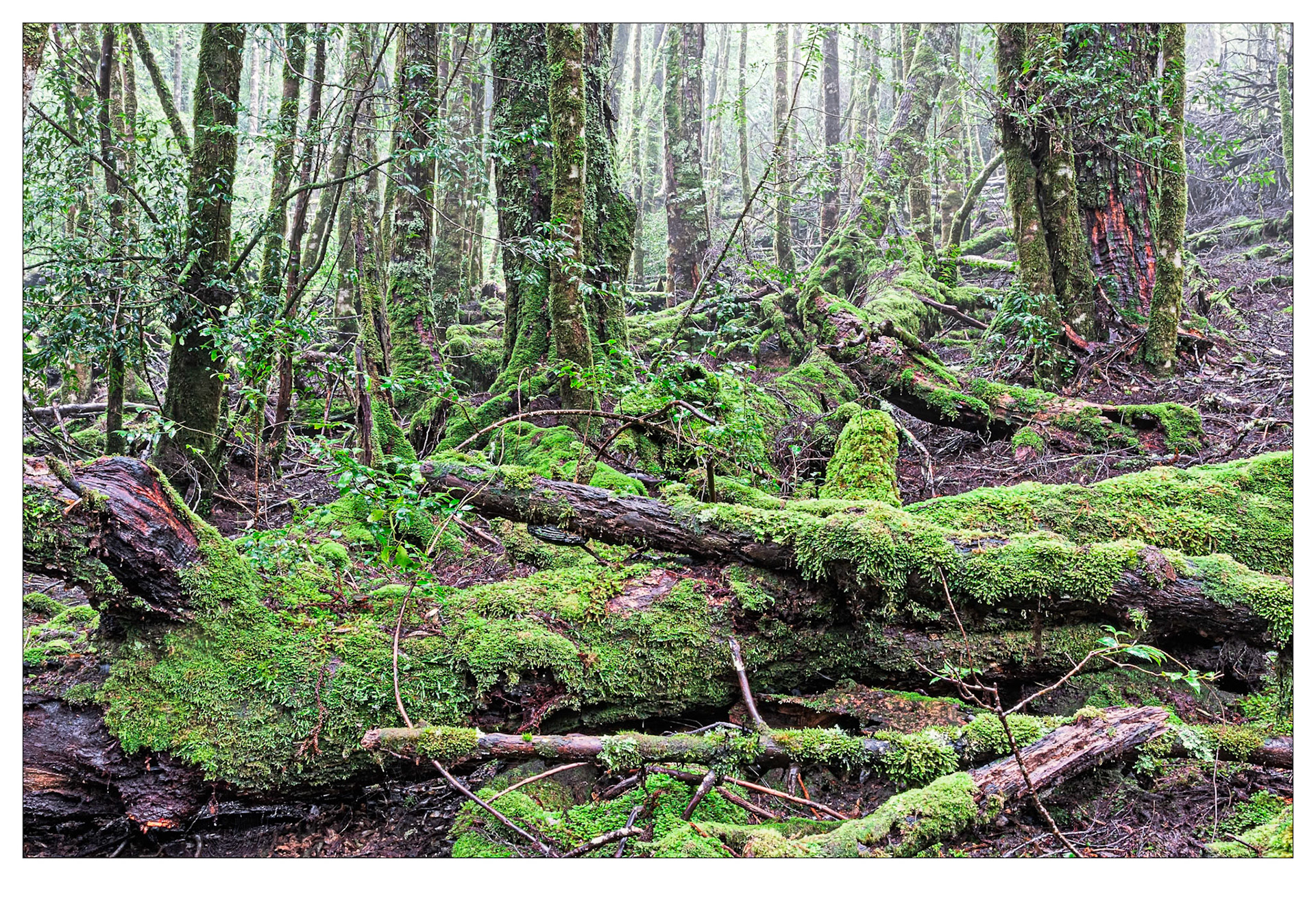 Chaos in Green - Cradle Mountain, Tasmania