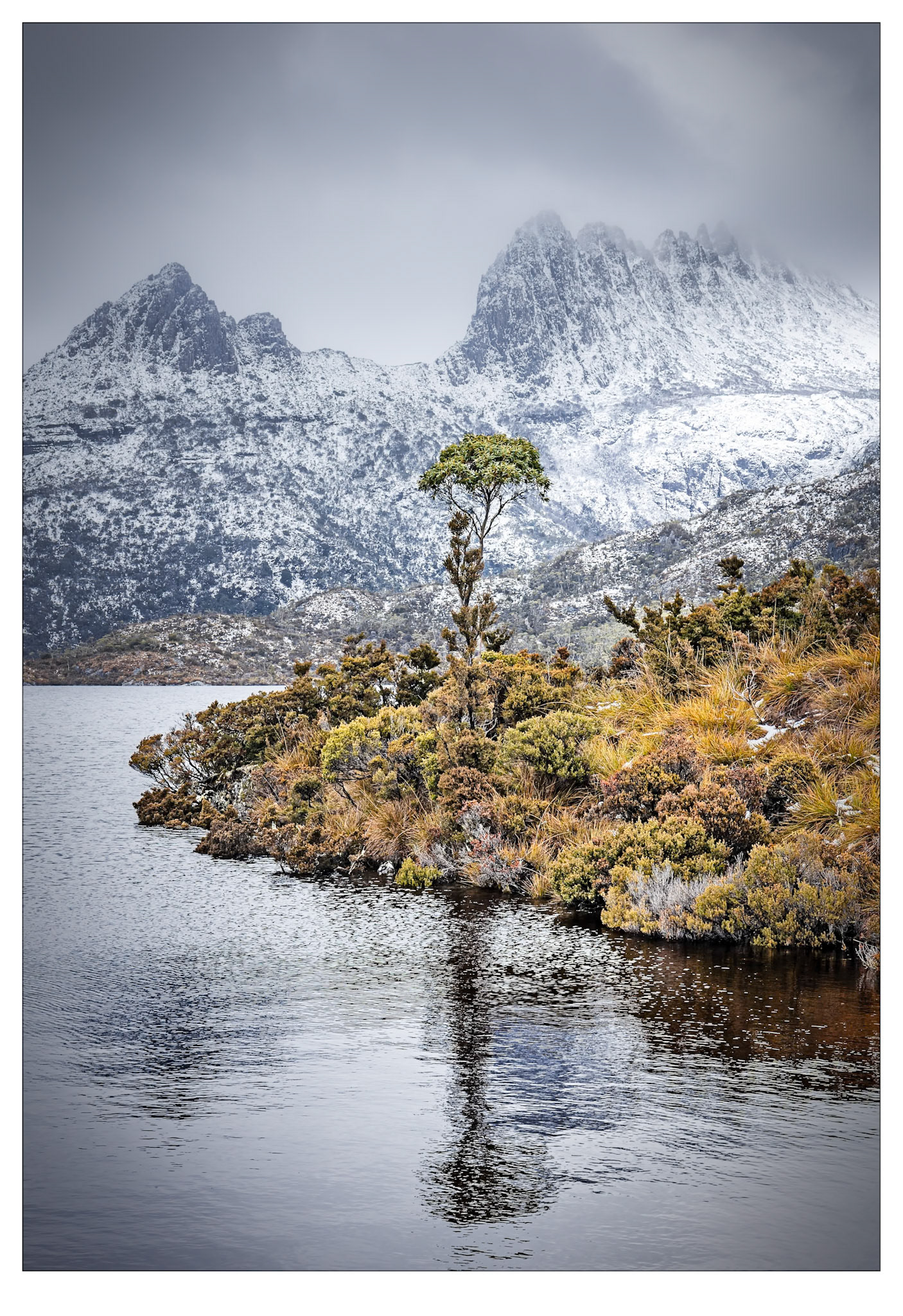 Tree at Cradle - Cradle Mountain, Tasmania