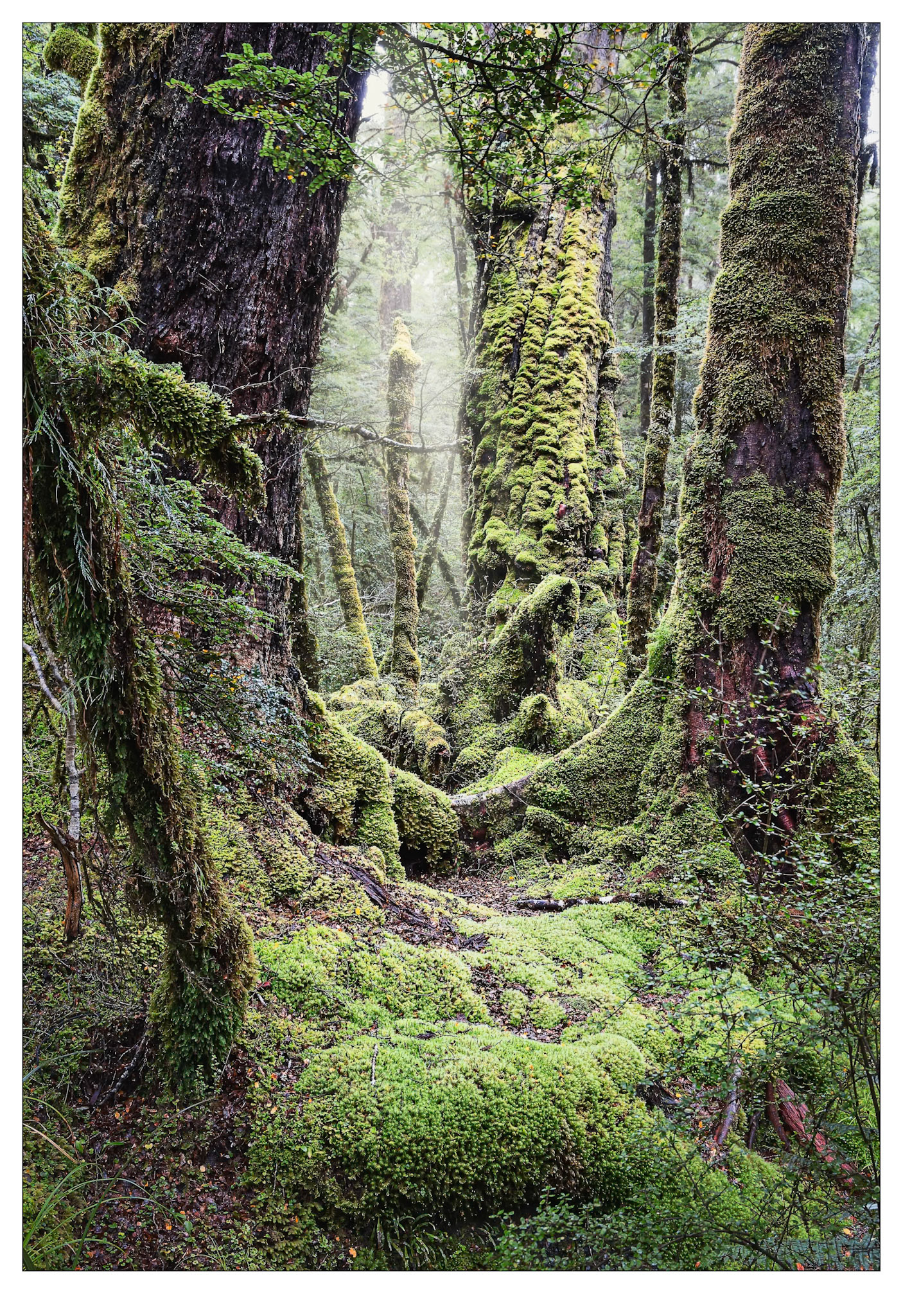 Happy Place - Lake Gunn rainforest, Fiordland, New Zealand