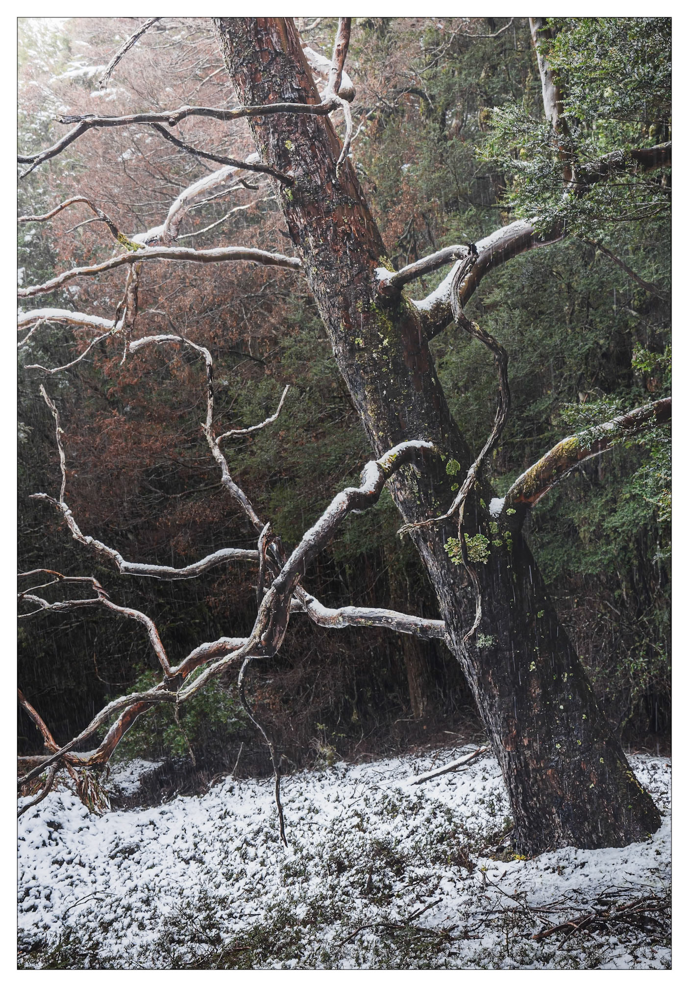 It's Snowing Again - Cradle Valley, Tasmania