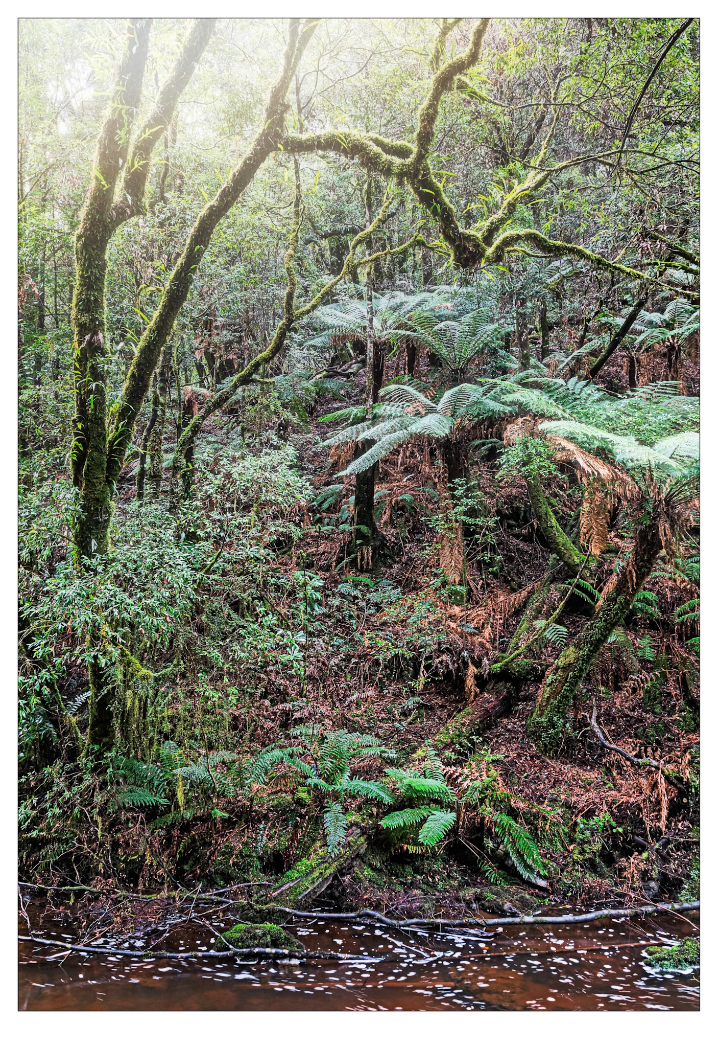 Chaos in Green #4 - Tarkine, Tasmania