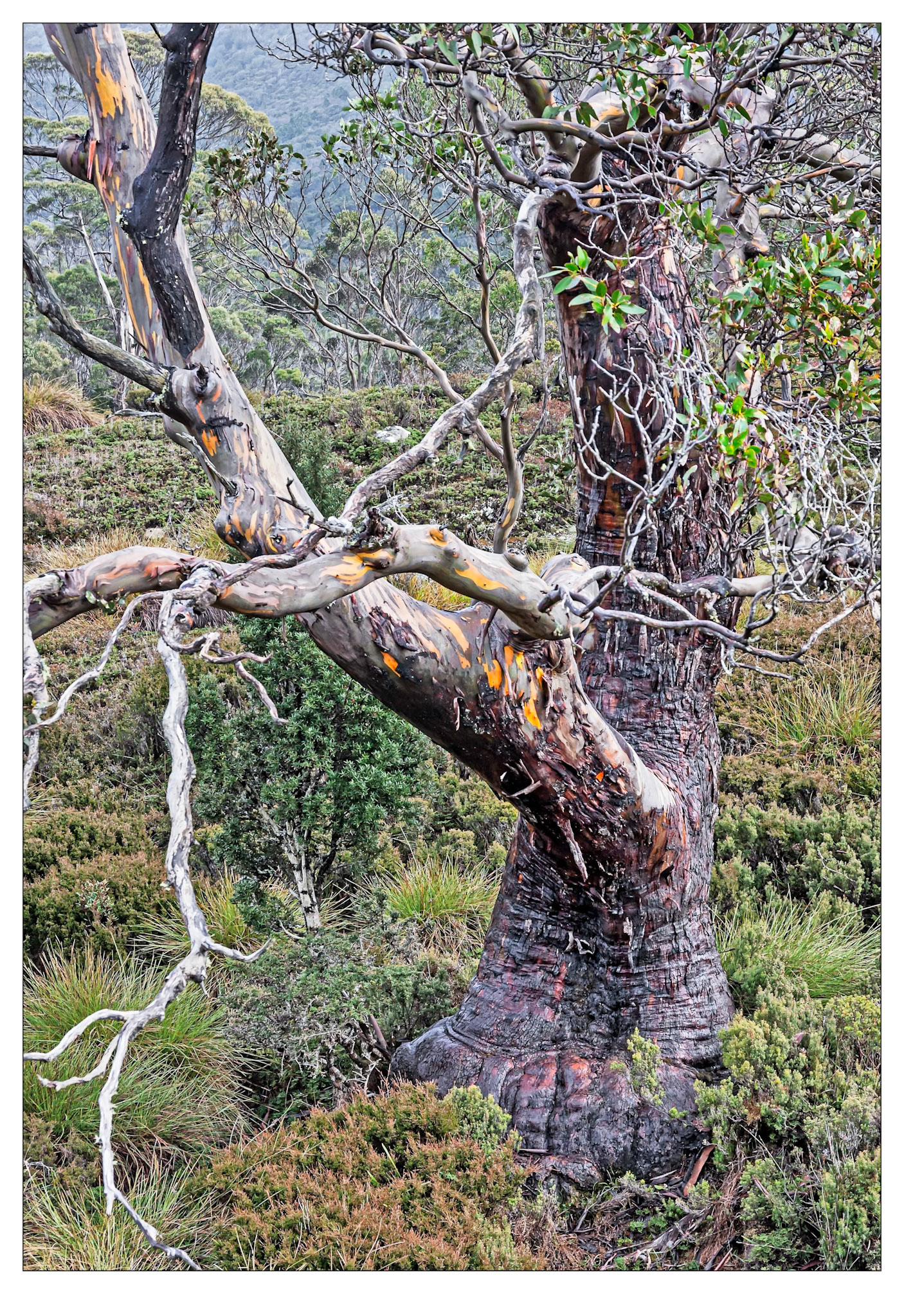 Big Foot - Cradle Mountain, Tasmania