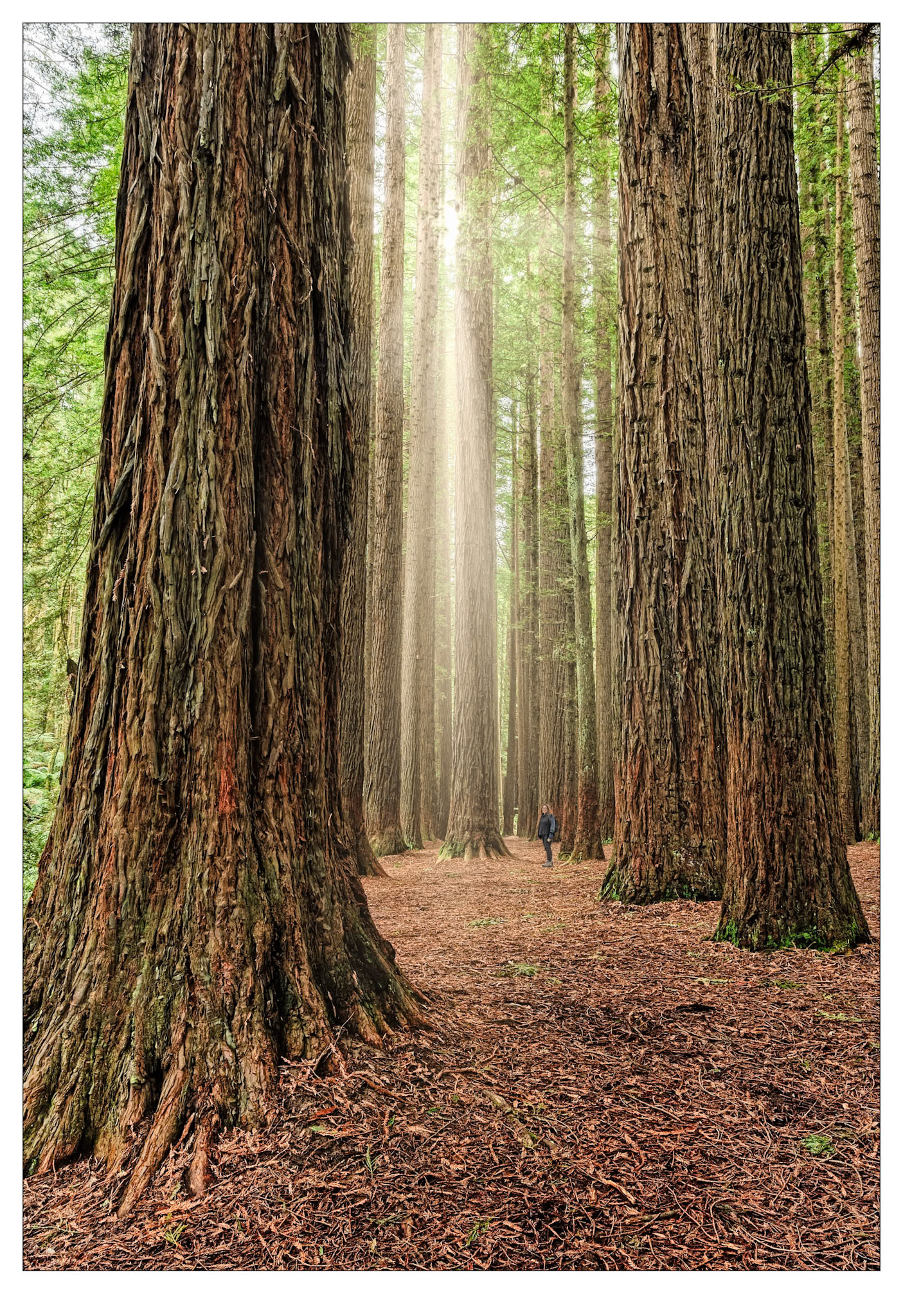 Among the Redwoods - Otway Ranges, Victoria