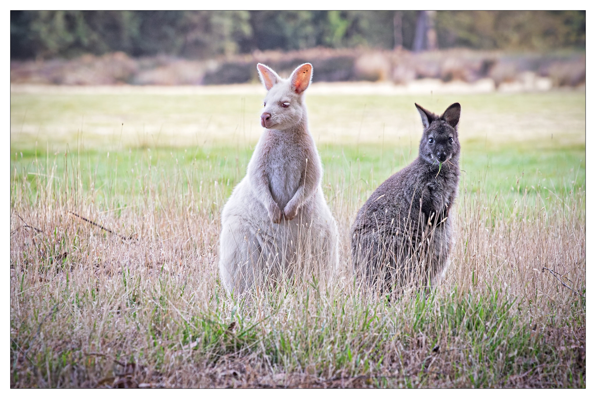 Black and White - Bruny Island, Tasmania