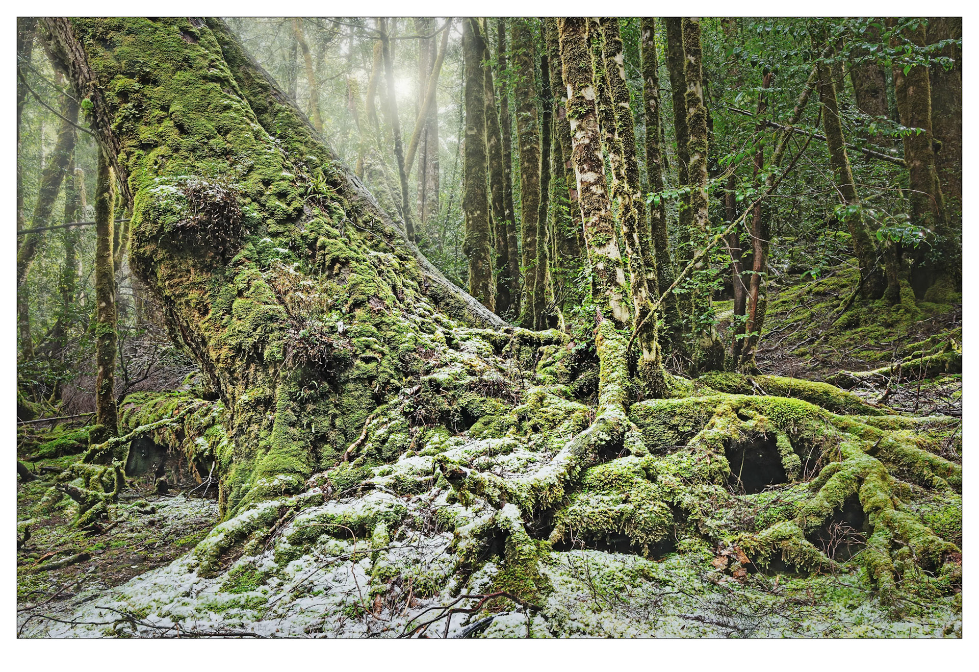 After the Snowfall - Cradle Valley, Tasmania