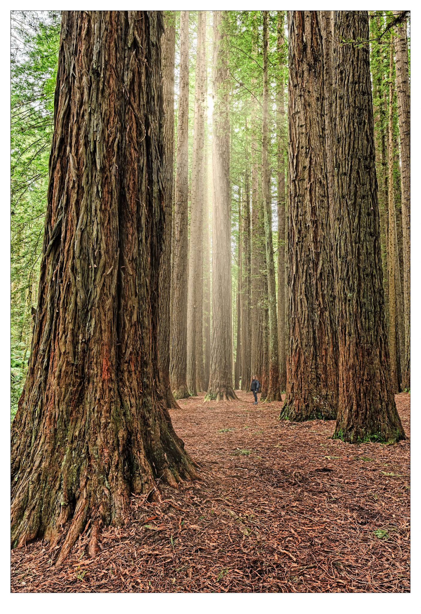 Among the Redwoods - Otway Ranges, Victoria
