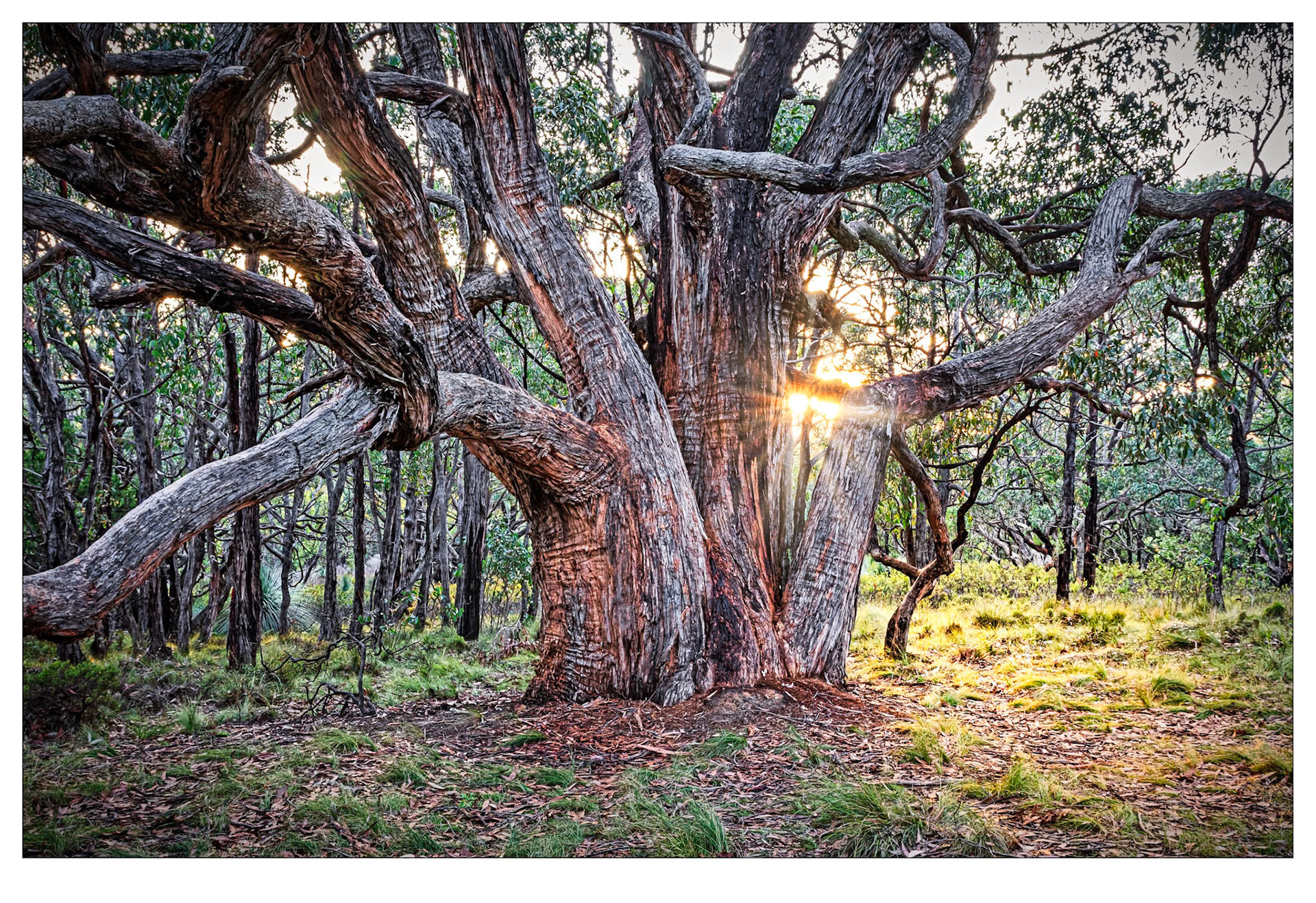 Forest Elder - Deep Creek Conservation Park, South Australia