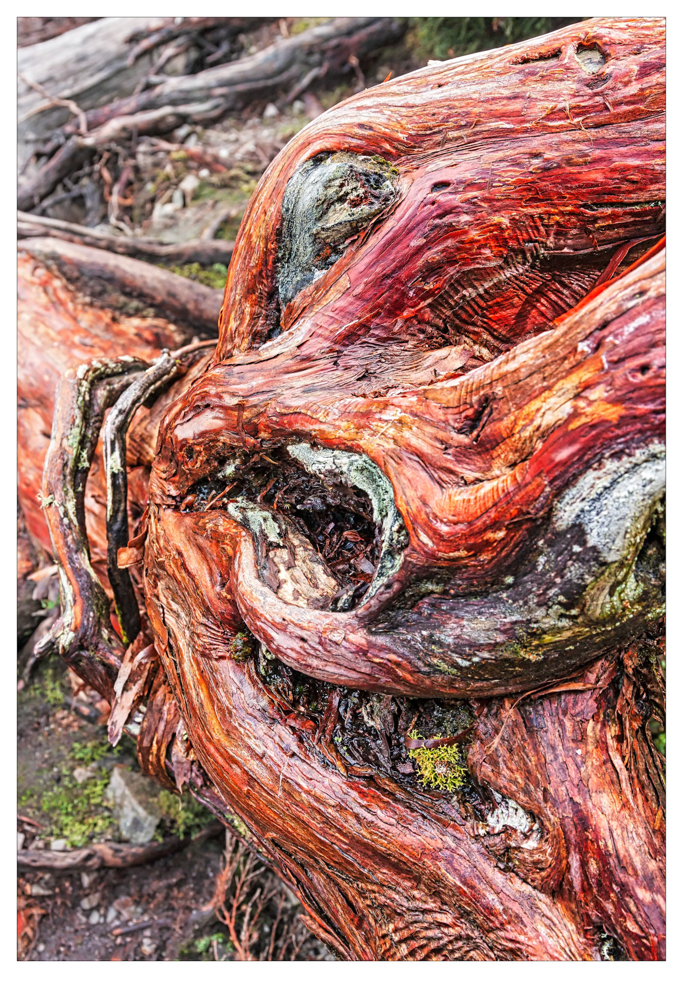 First Contact - Snow Gum, Cradle Valley, Tasmania