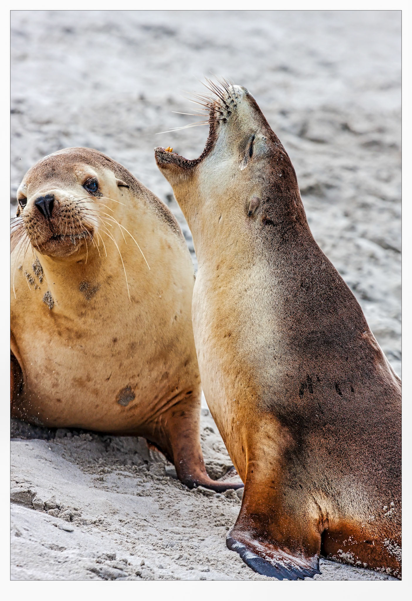 Bad Breath - Kangaroo Island, South Australia