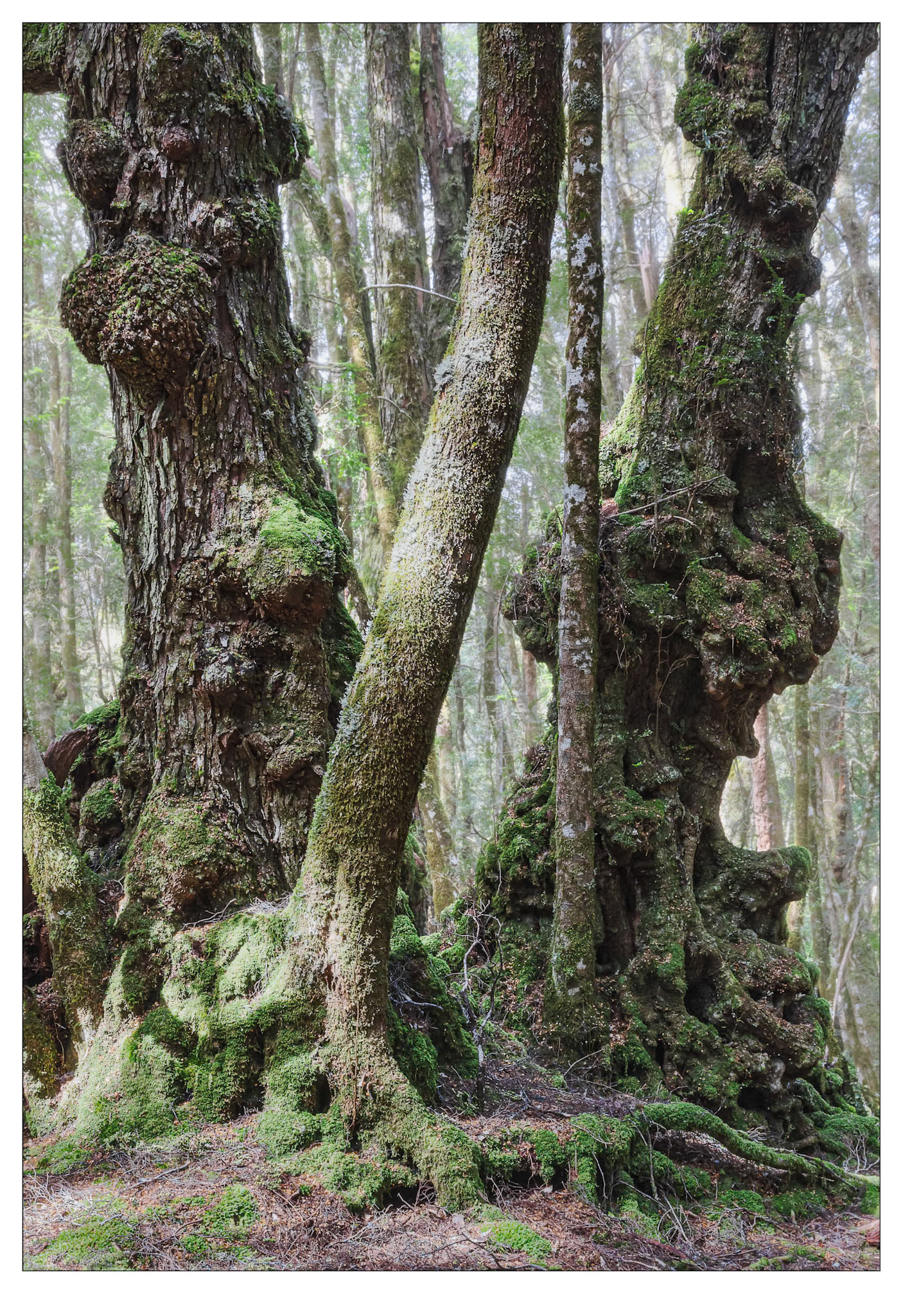 Magic Forest - Cradle Mountain, Tasmania
