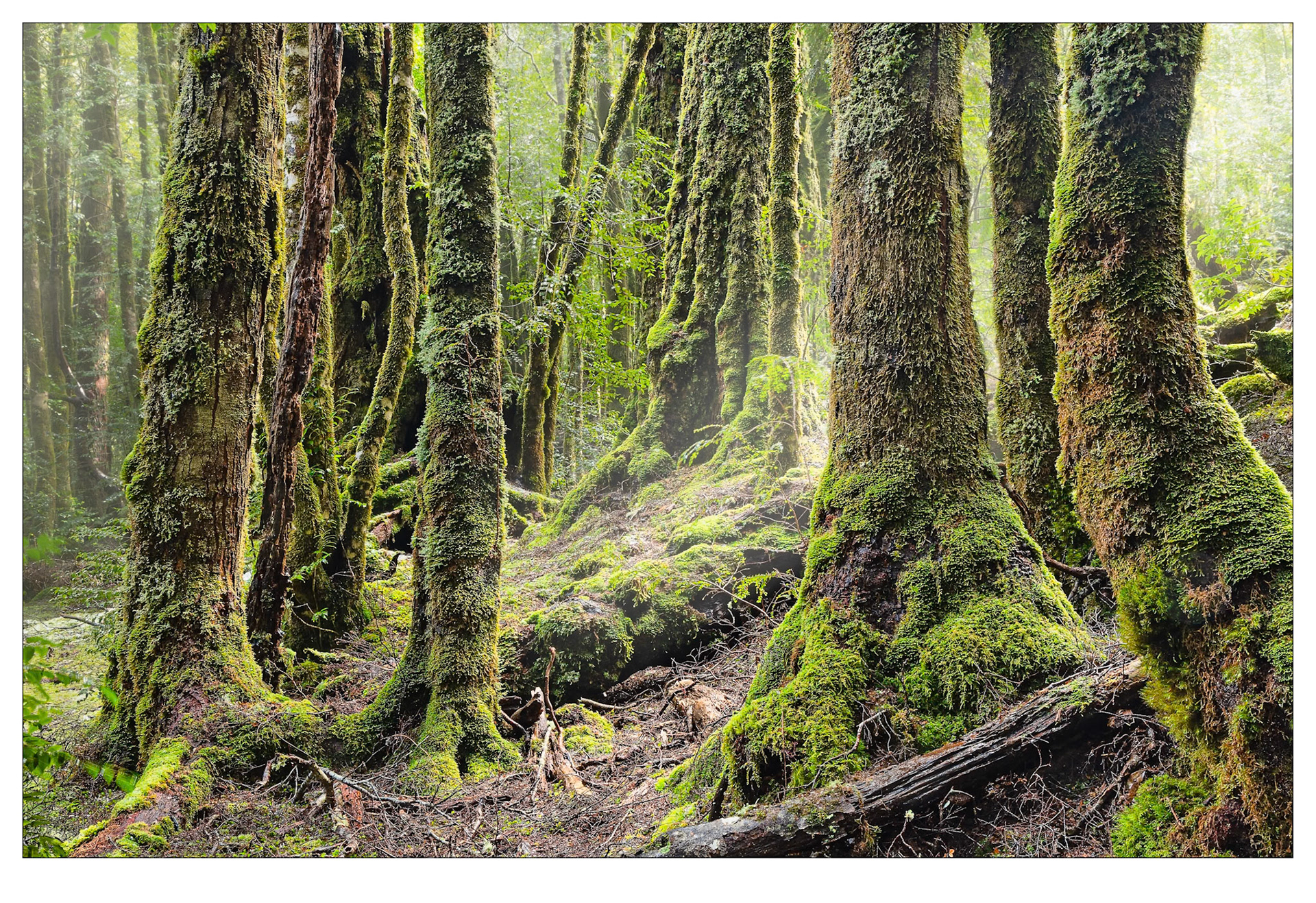 Rebirth - Cradle Mountain rainforest, Tasmania