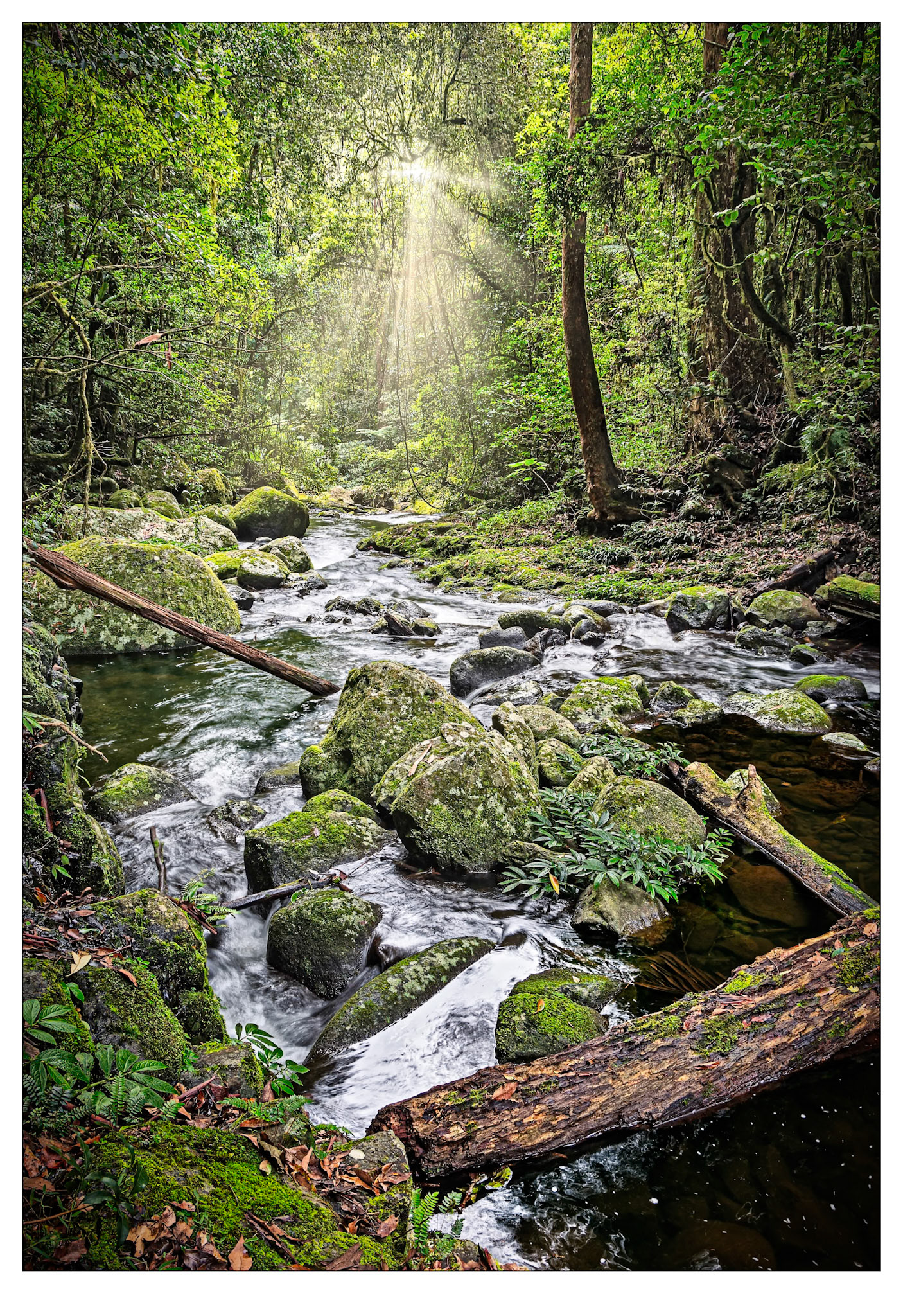 Follow the Light - Lamington National Park, Queensland