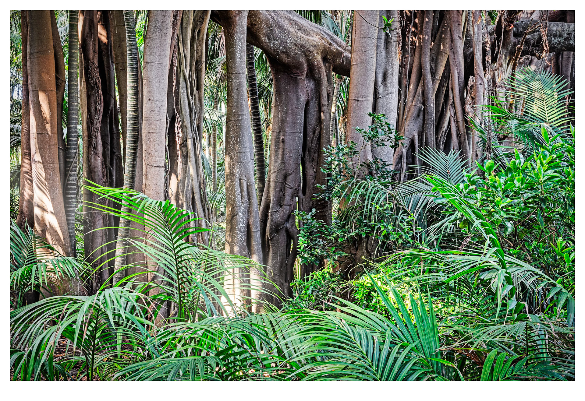 Banyan Forest - Lord Howe Island, Australia