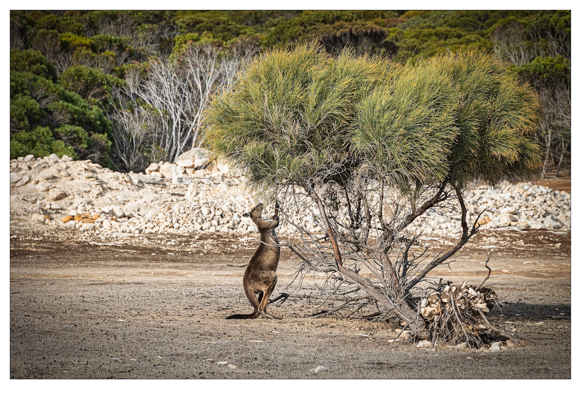 The Best Bits - Stokes Bay, Kangaroo Island