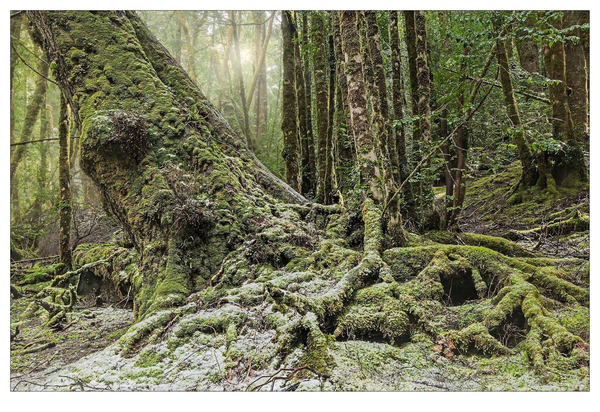 After the Snowfall - Cradle Mountain, Tasmania