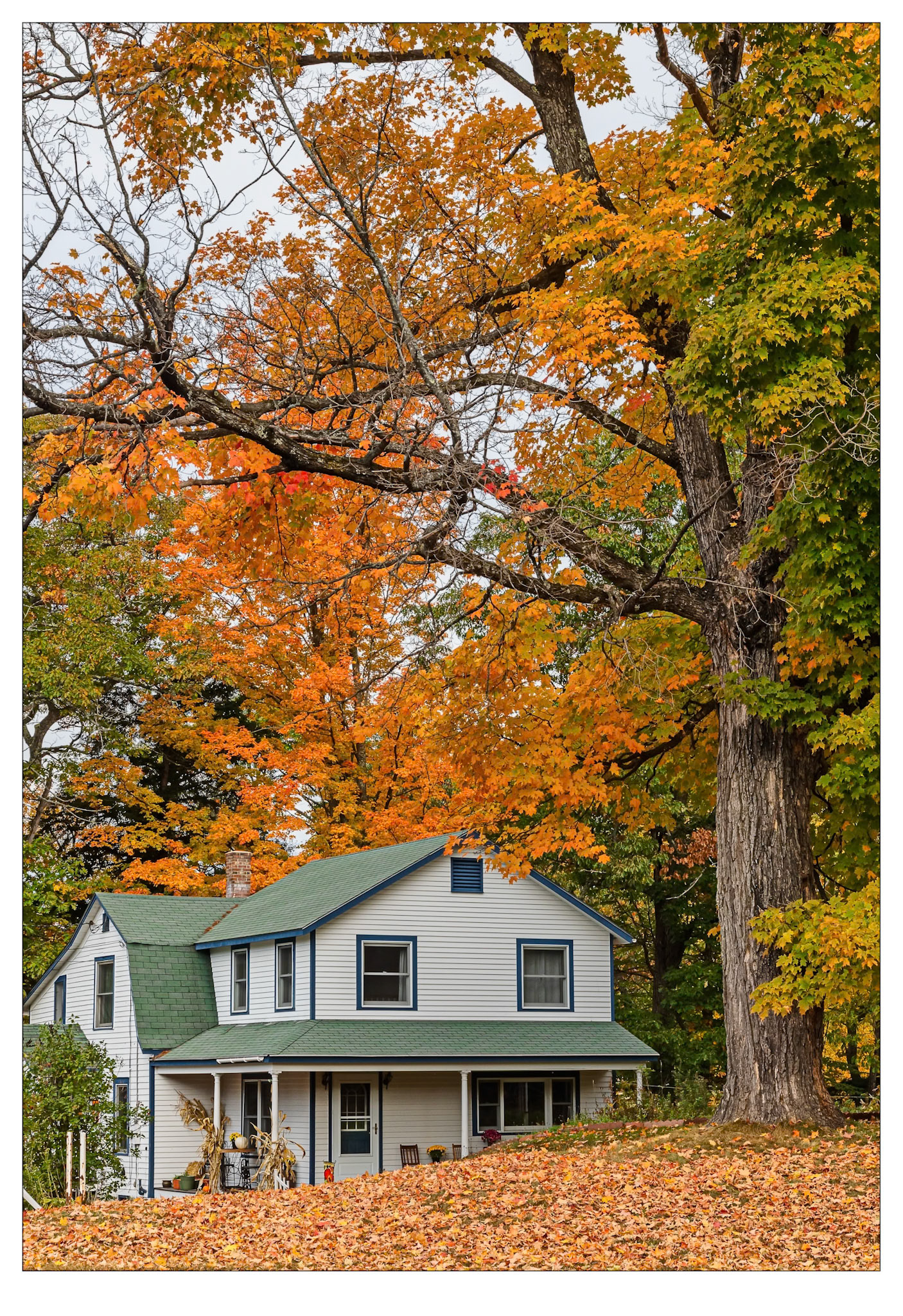 Colour Me Orange - New Hampshire, USA