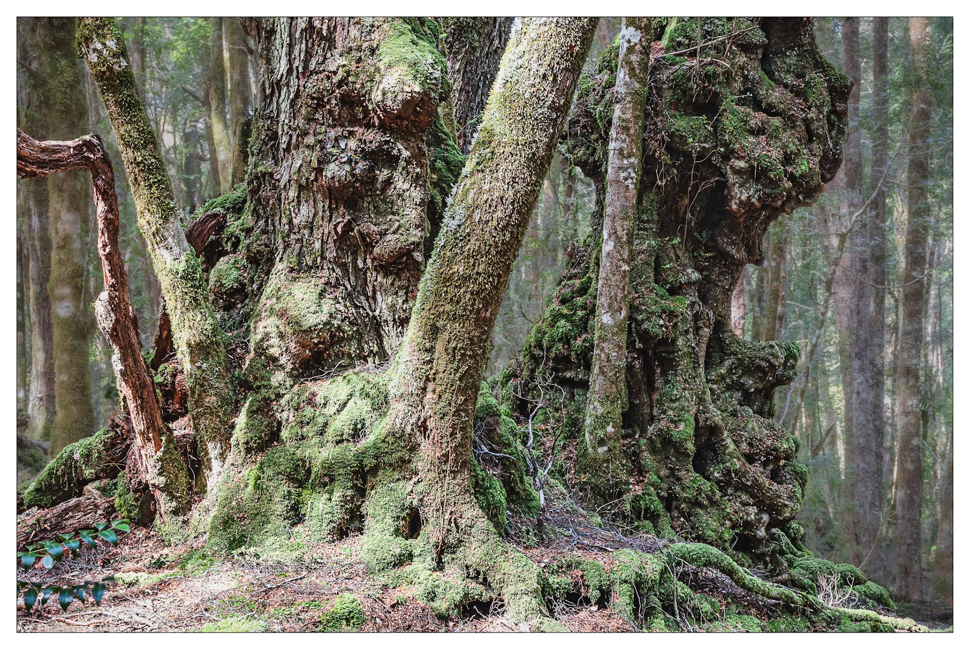 Magic Forest #2 - Cradle Mountain, Tasmania