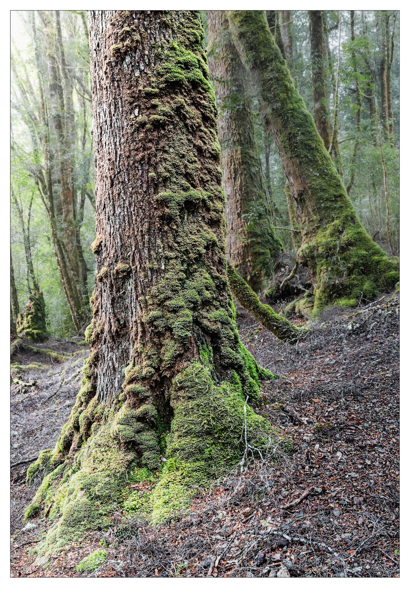 Magic Light - Tarkine rainforest, Tasmania