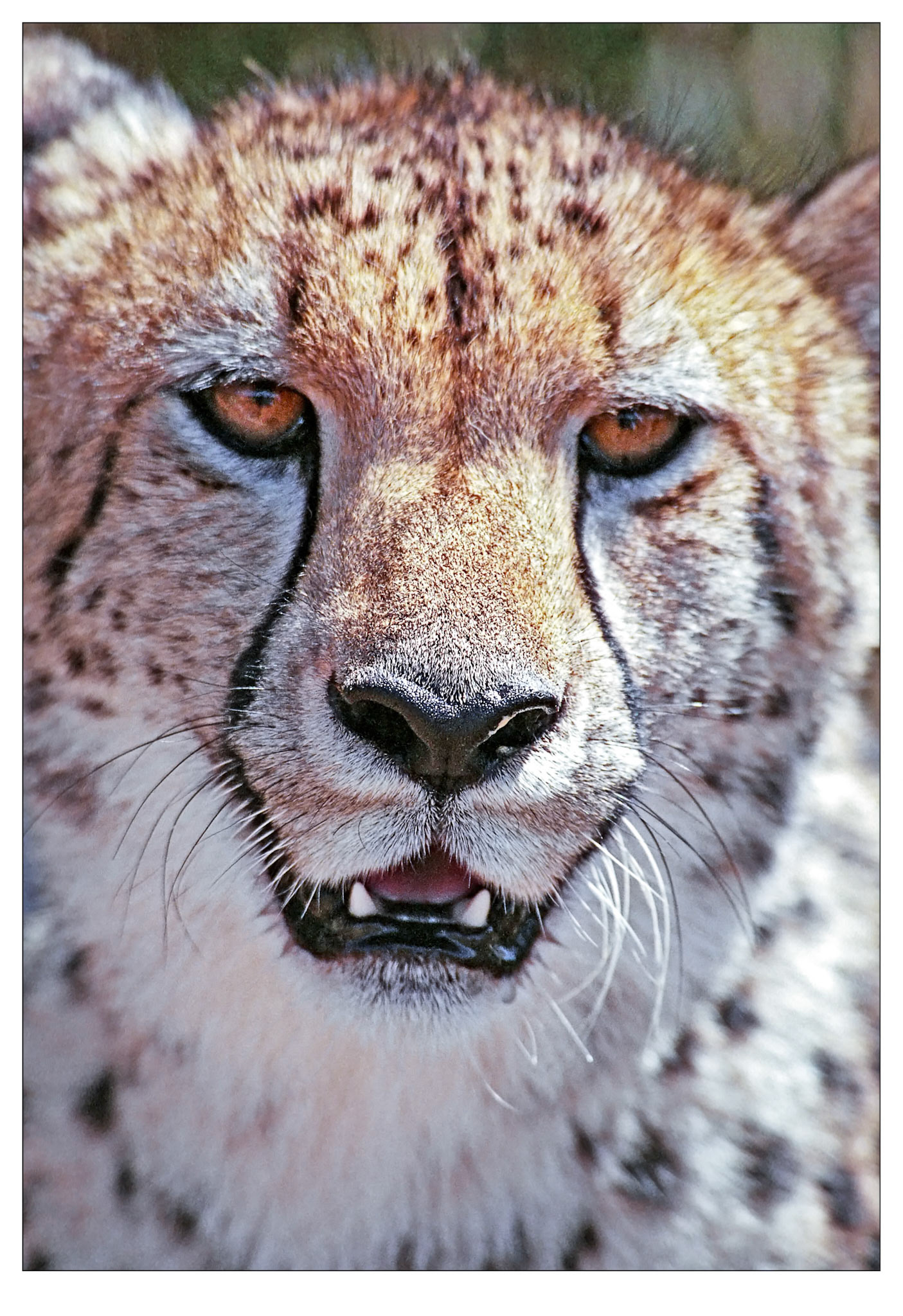 Hello Breakfast - Monarto, South Australia