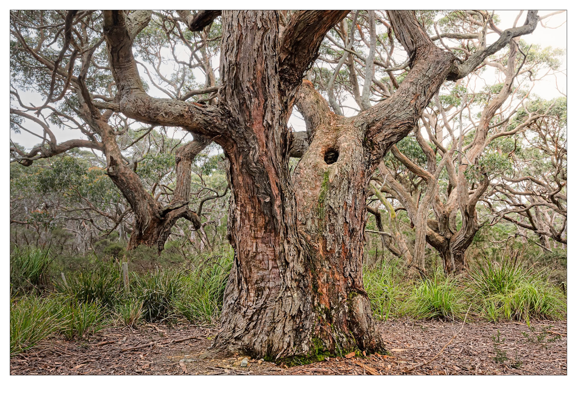 Dance of the Stringybarks - Tarkine coast, Tasmania