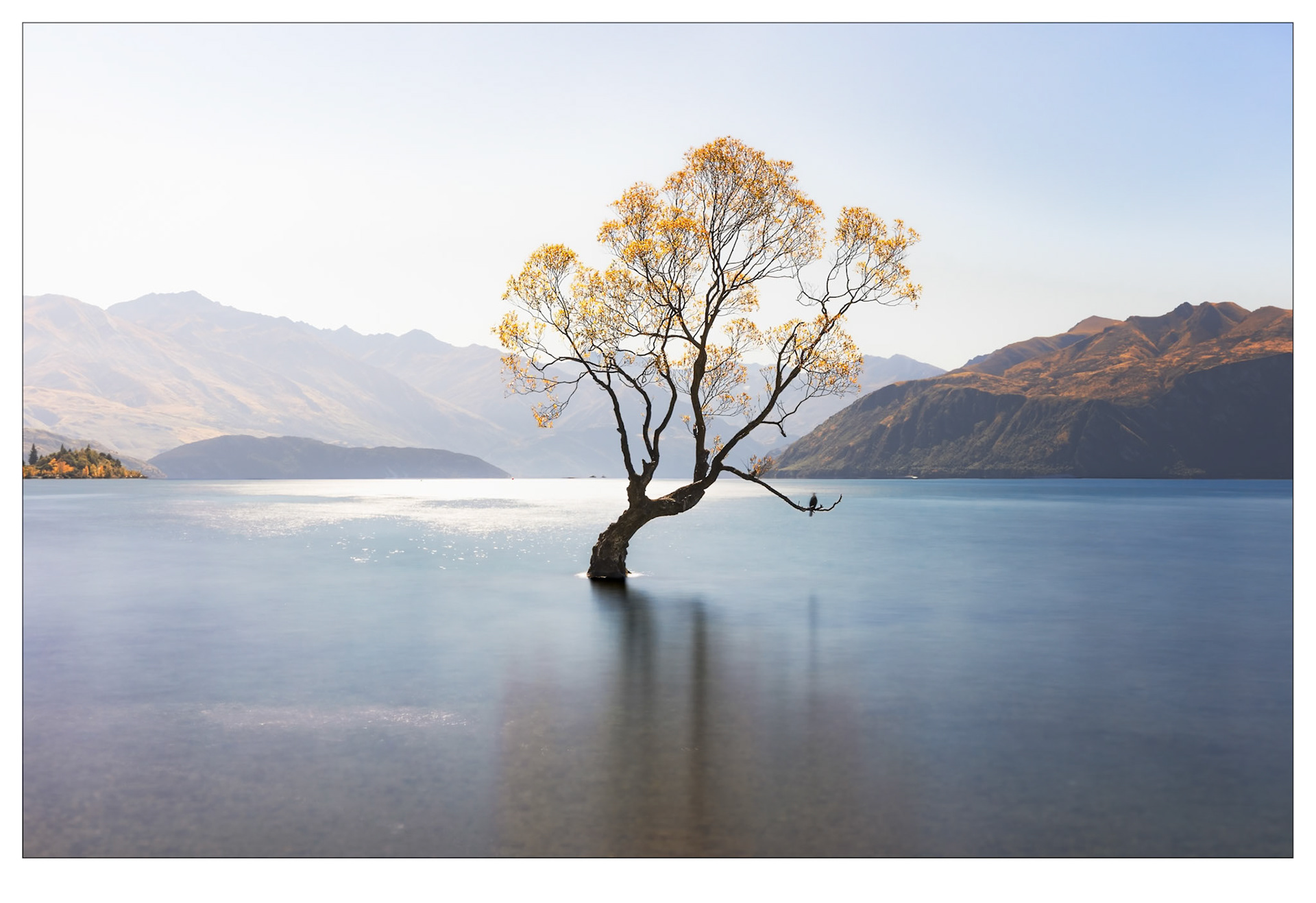 Etched in Gold - Wanaka Tree, New Zealand