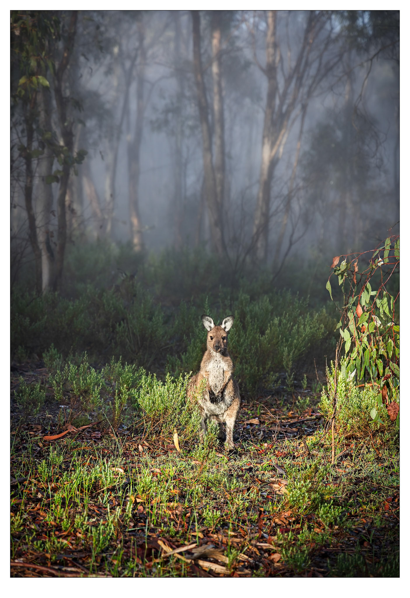 Kanga in the Mist - Anstey Hill, South Australia