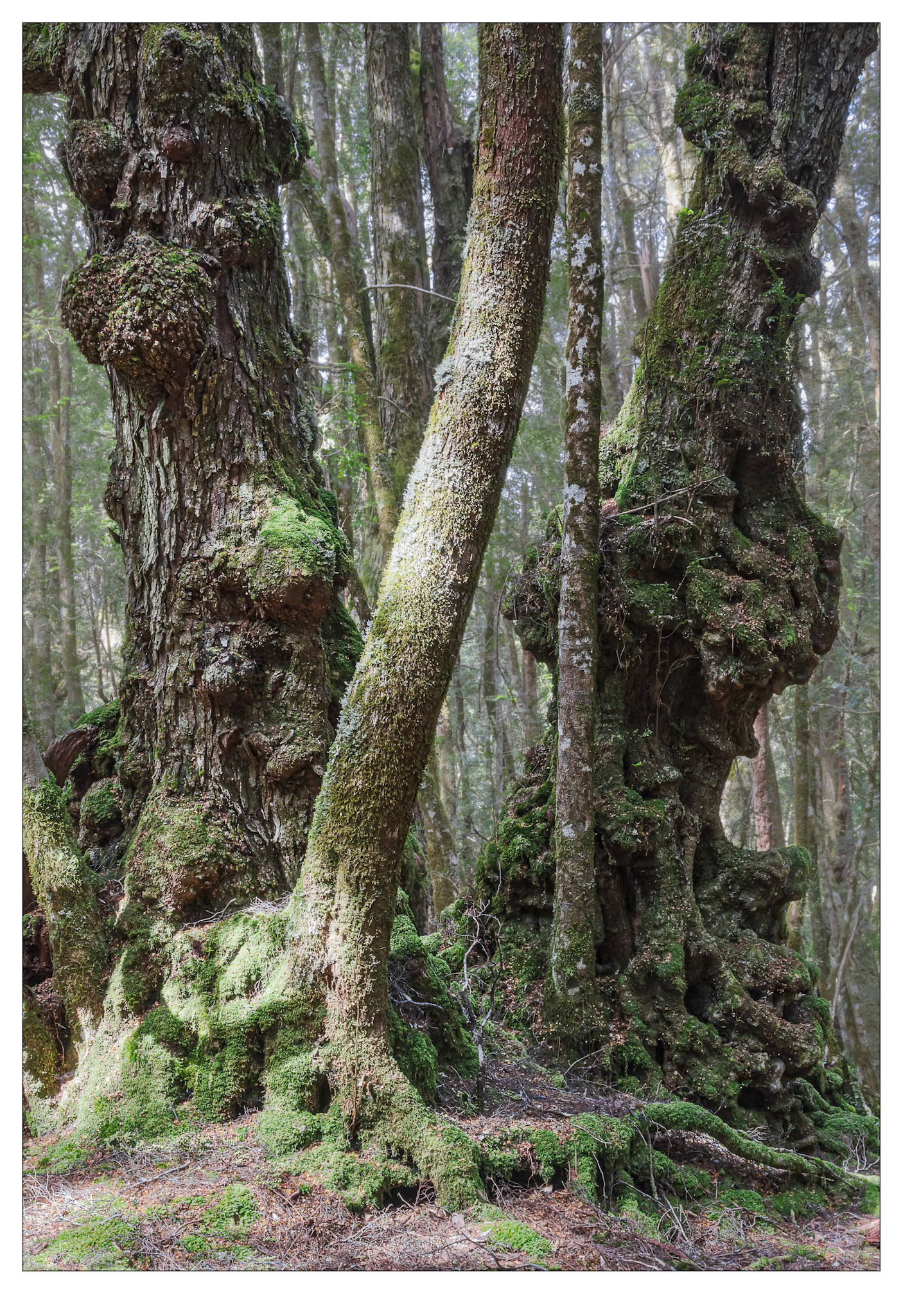 Magic Forest #2 - Cradle Mountain, Tasmania