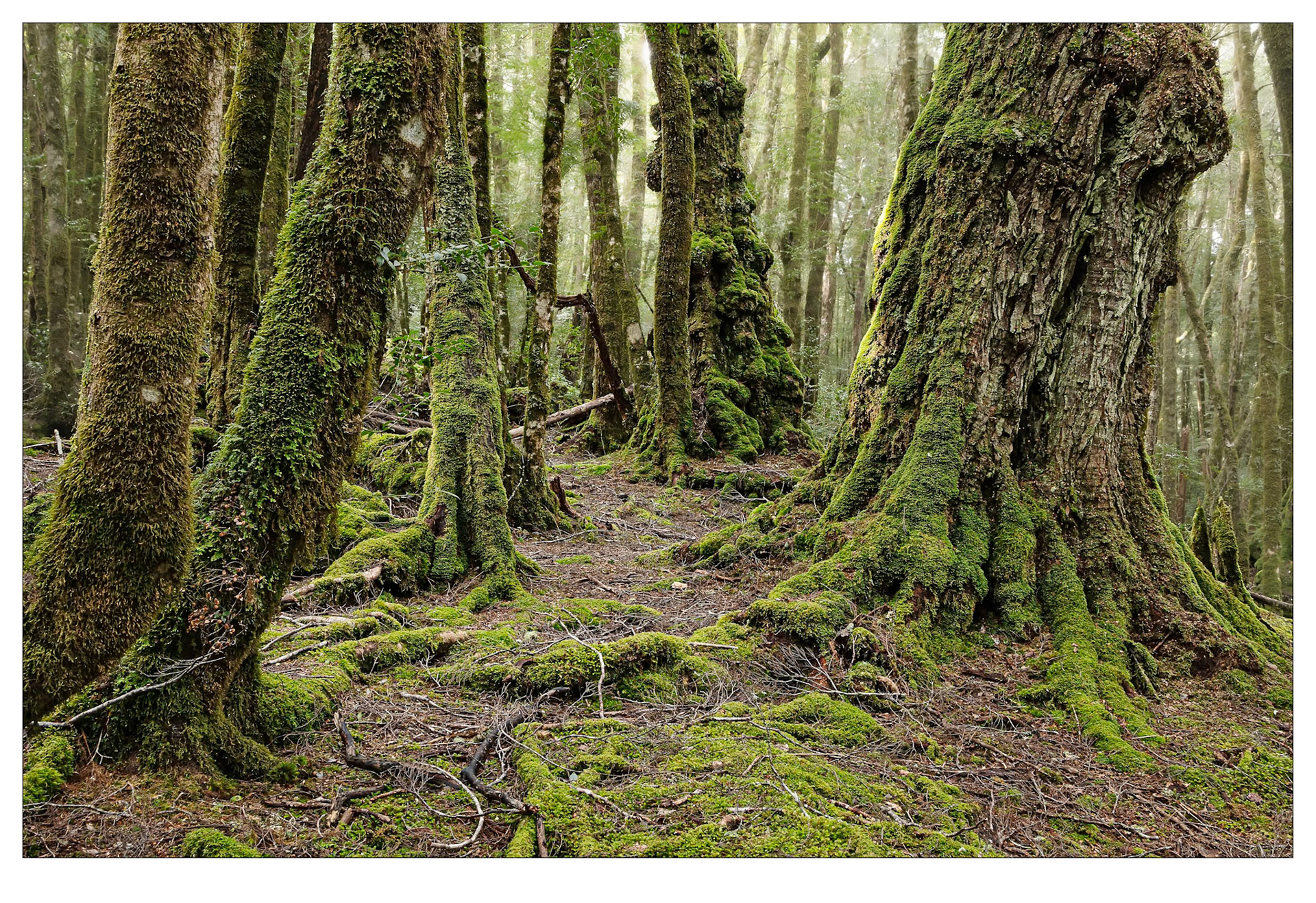 The Call of the Forest - Cradle Mountain, Tasmania
