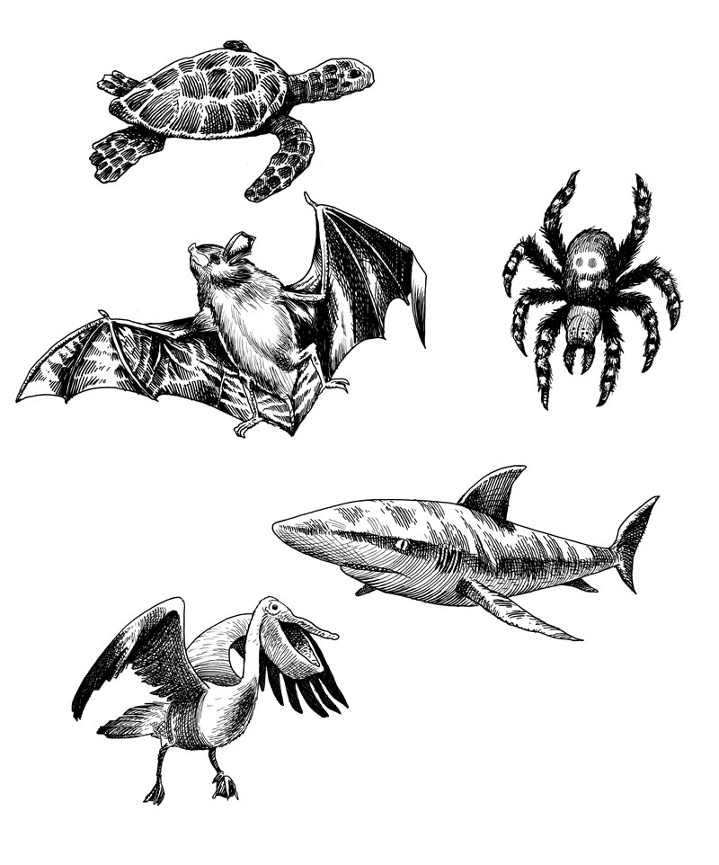 Illustration, Pen, ink. drawing, tegning, Miwer, Michael Wettendorff, animals, exotic, Michael Wettendorff; Miwer