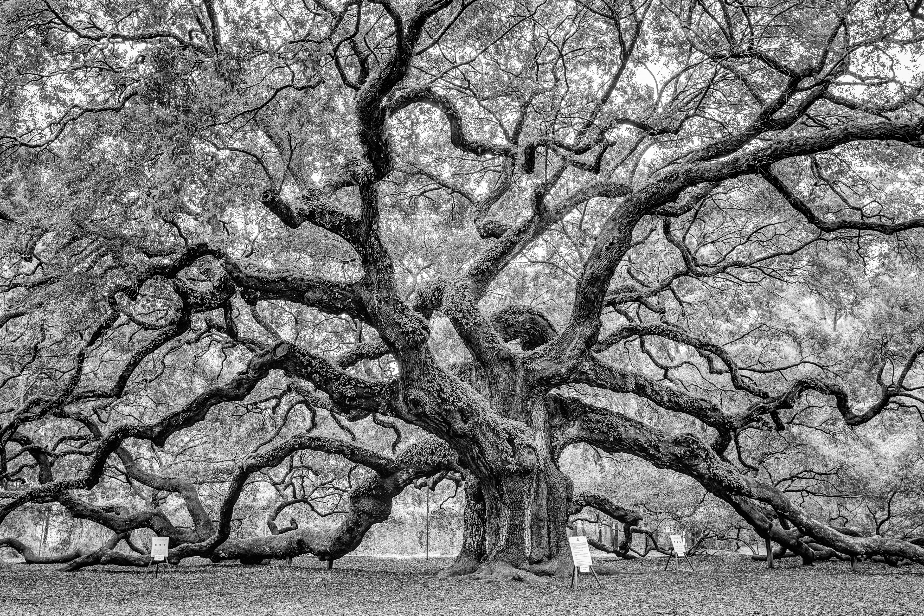 Angel Oak, South Carolina