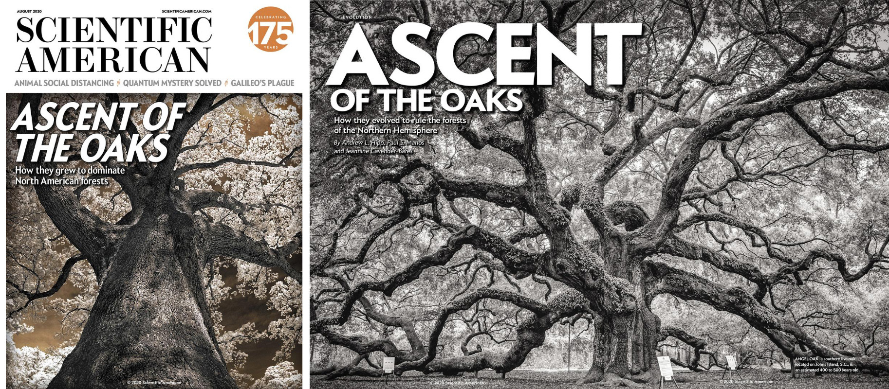 Scientific American, Ascent of the Oaks - Angel Oak Tree