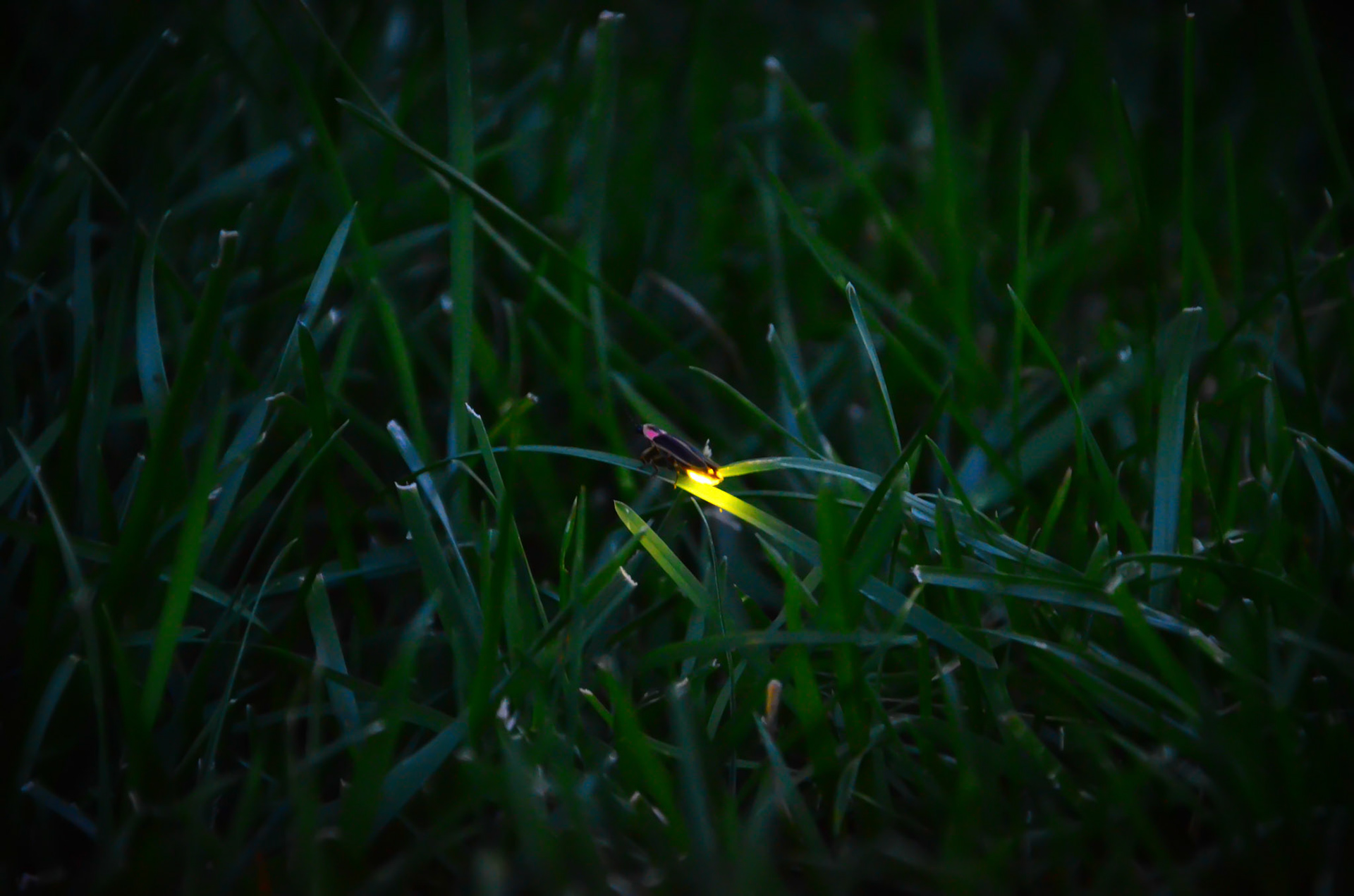 Houston, we are about to have lift-off. Glowing Firefly!