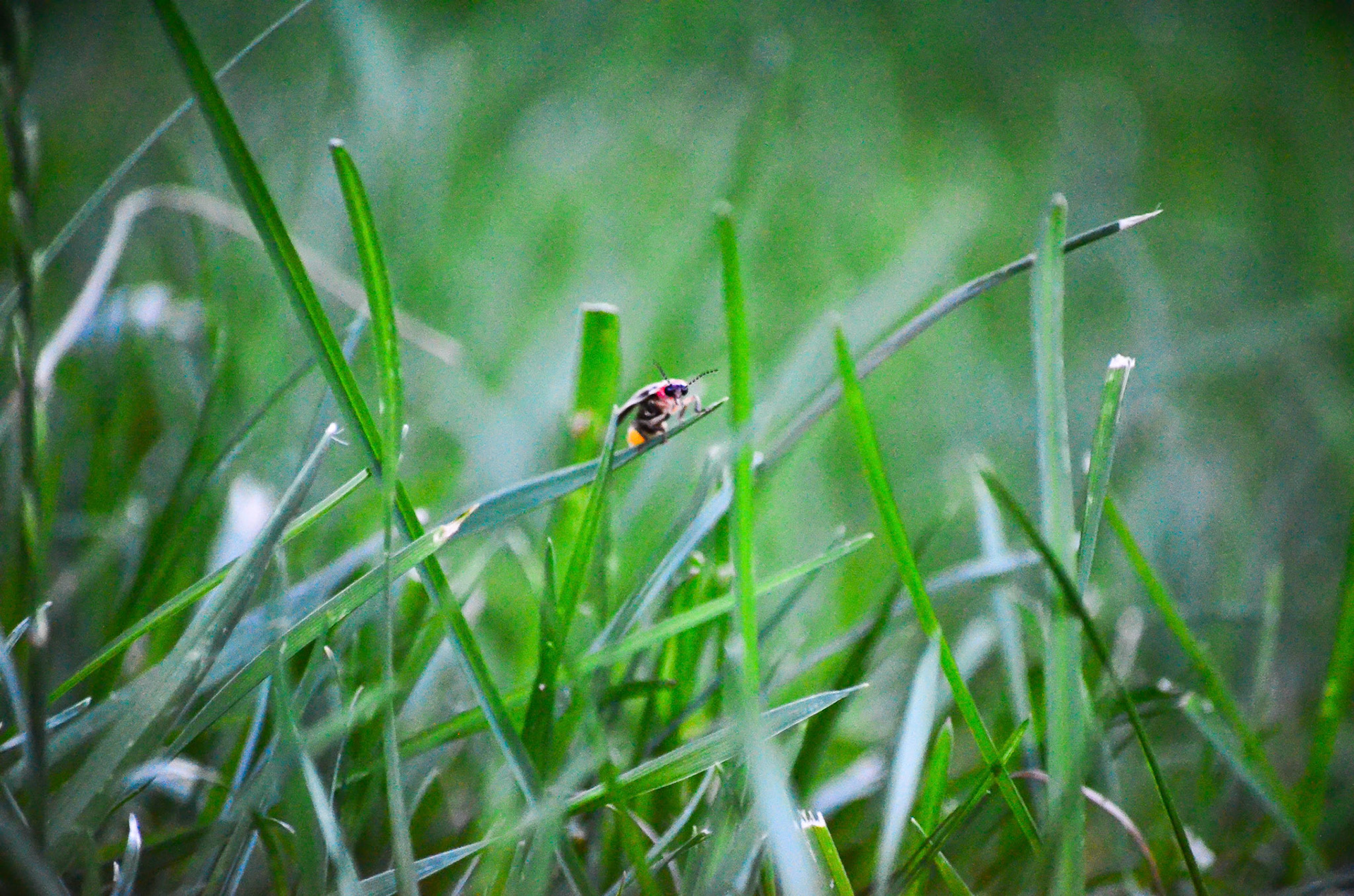 Staring right at the camera