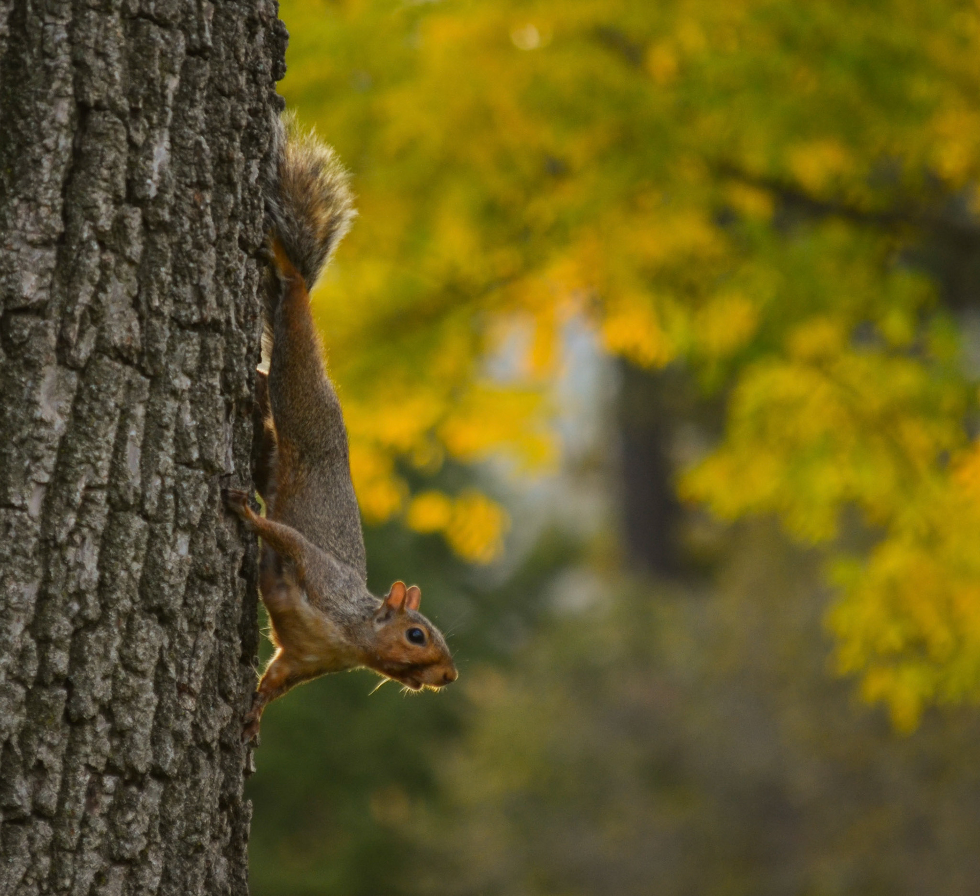 Guy with the camera, can you do this?
