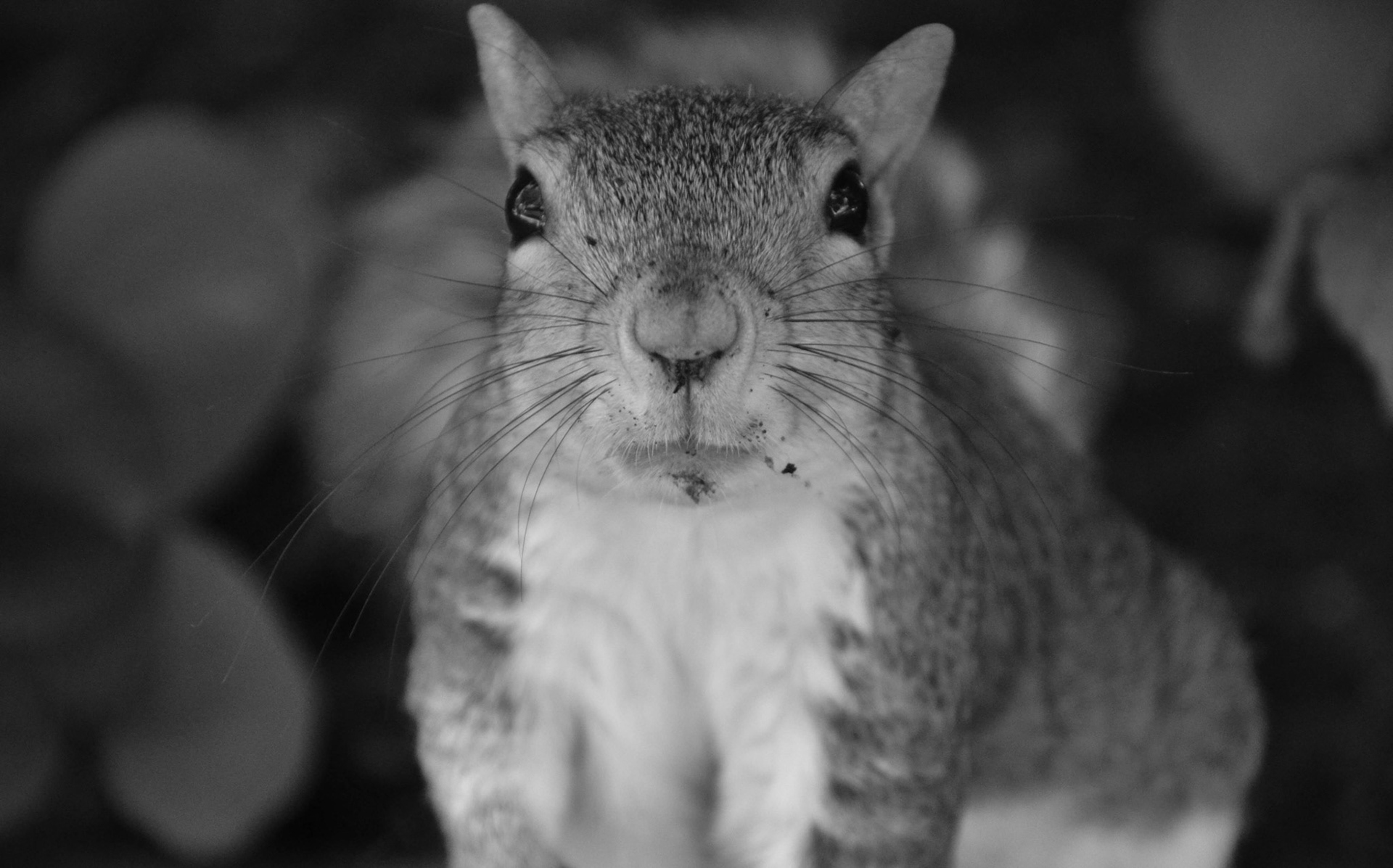The wildlife in the center of the city, near the US Capitol, can sometimes be extra friendly. This little one was extra curious which works for a photographer any day. Not sure if this squirrel thought that I had food or was it just happy to see the reflection in the camera lens.