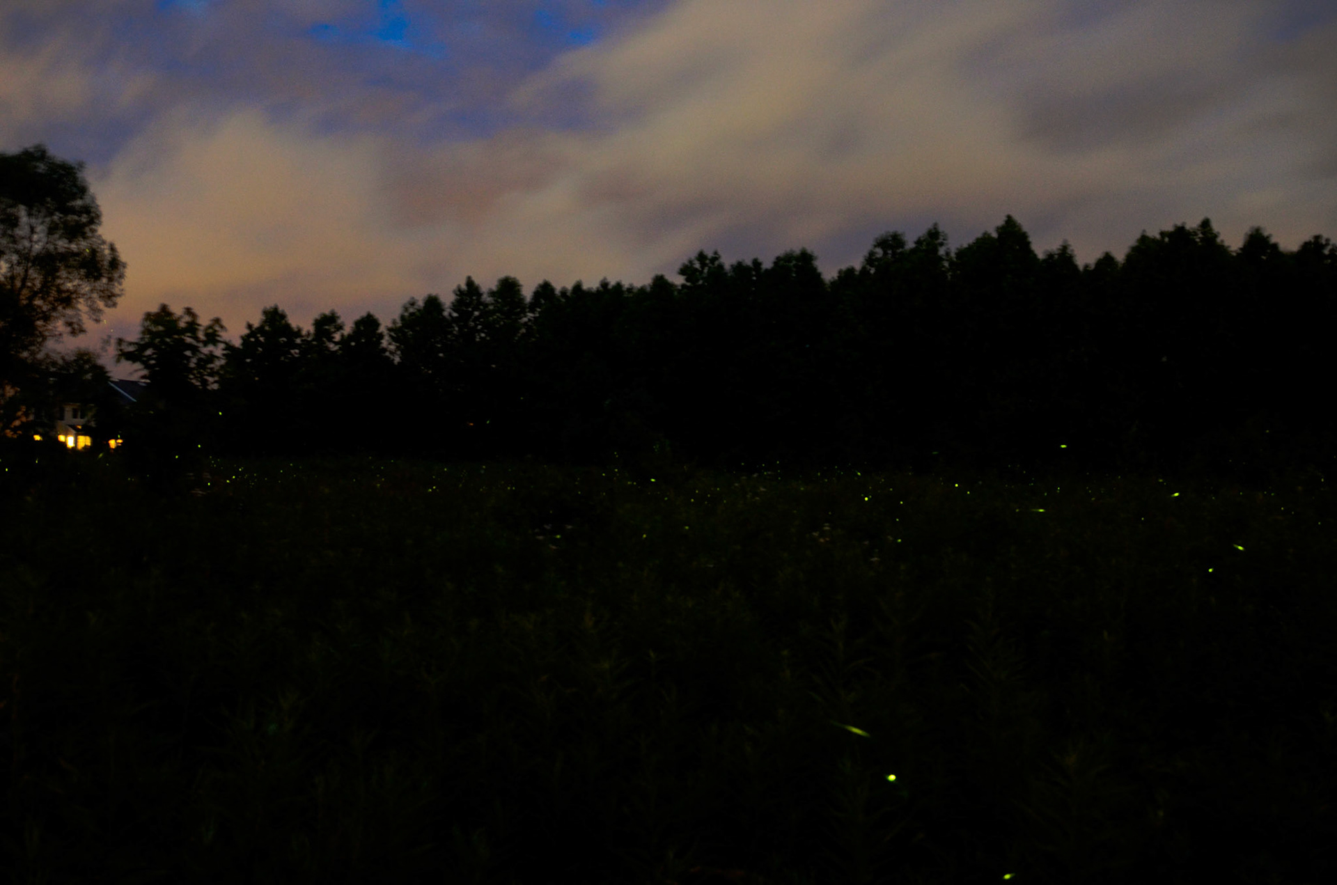 Fireflies