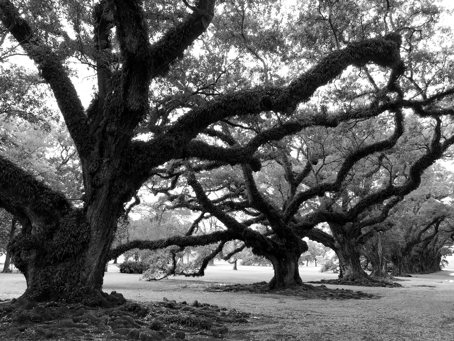 Somewhere in Louisiana there is a place which the oldest trees around that are covered with grass, moss and leaves. The landscape looks dreamy, like the entire nature is a big sponge.