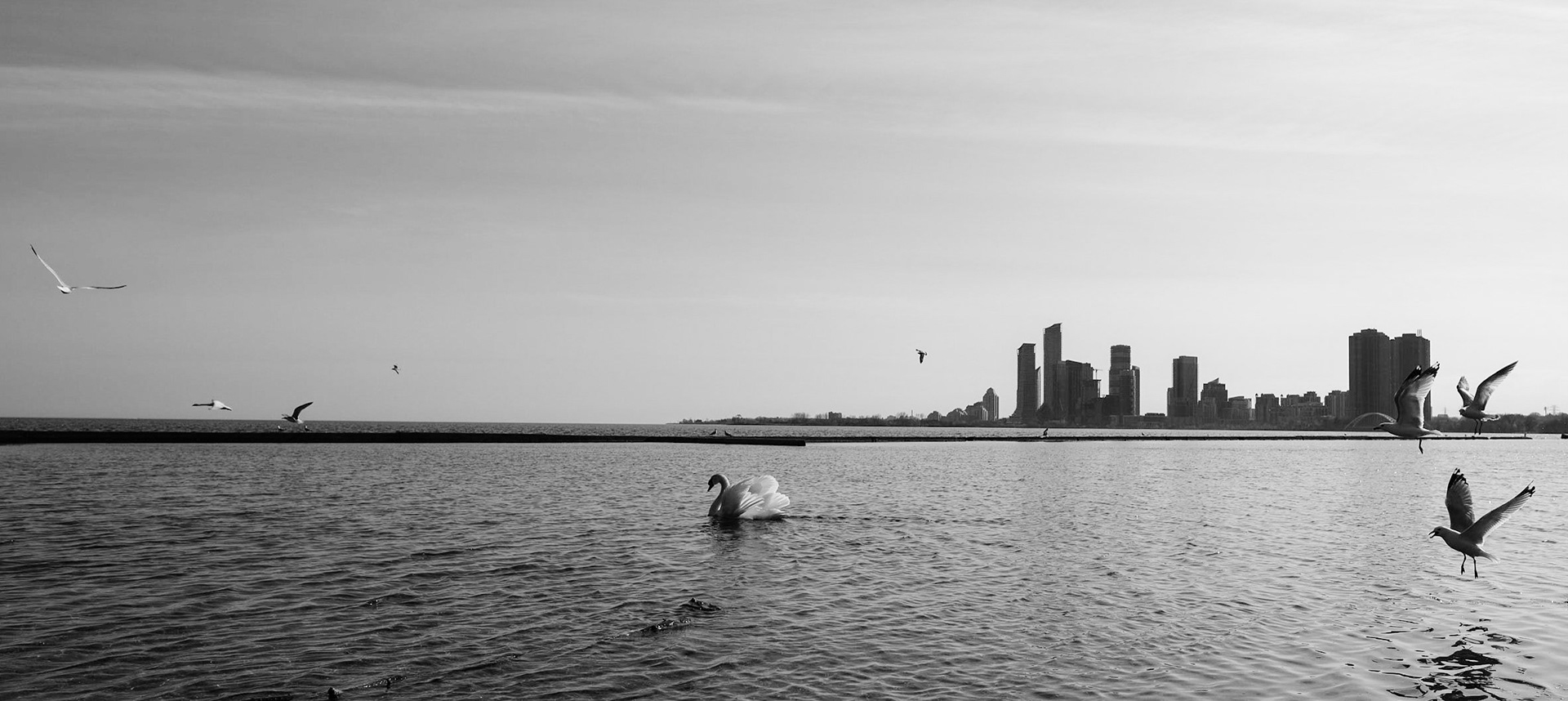 A swan surrounded by seagulls in the lake Ontario, perhaps looking for a significant other. The day was extra bright which gives the swan extra shine.