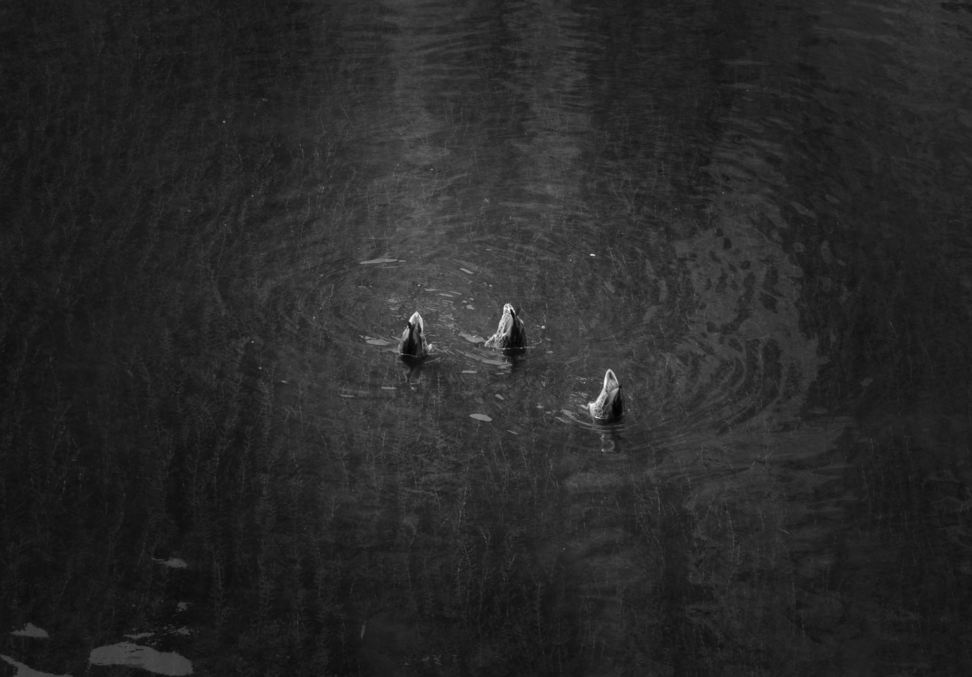 Three ducks in a pond in Oregon, just being playful on a hot day. Beak dipping!