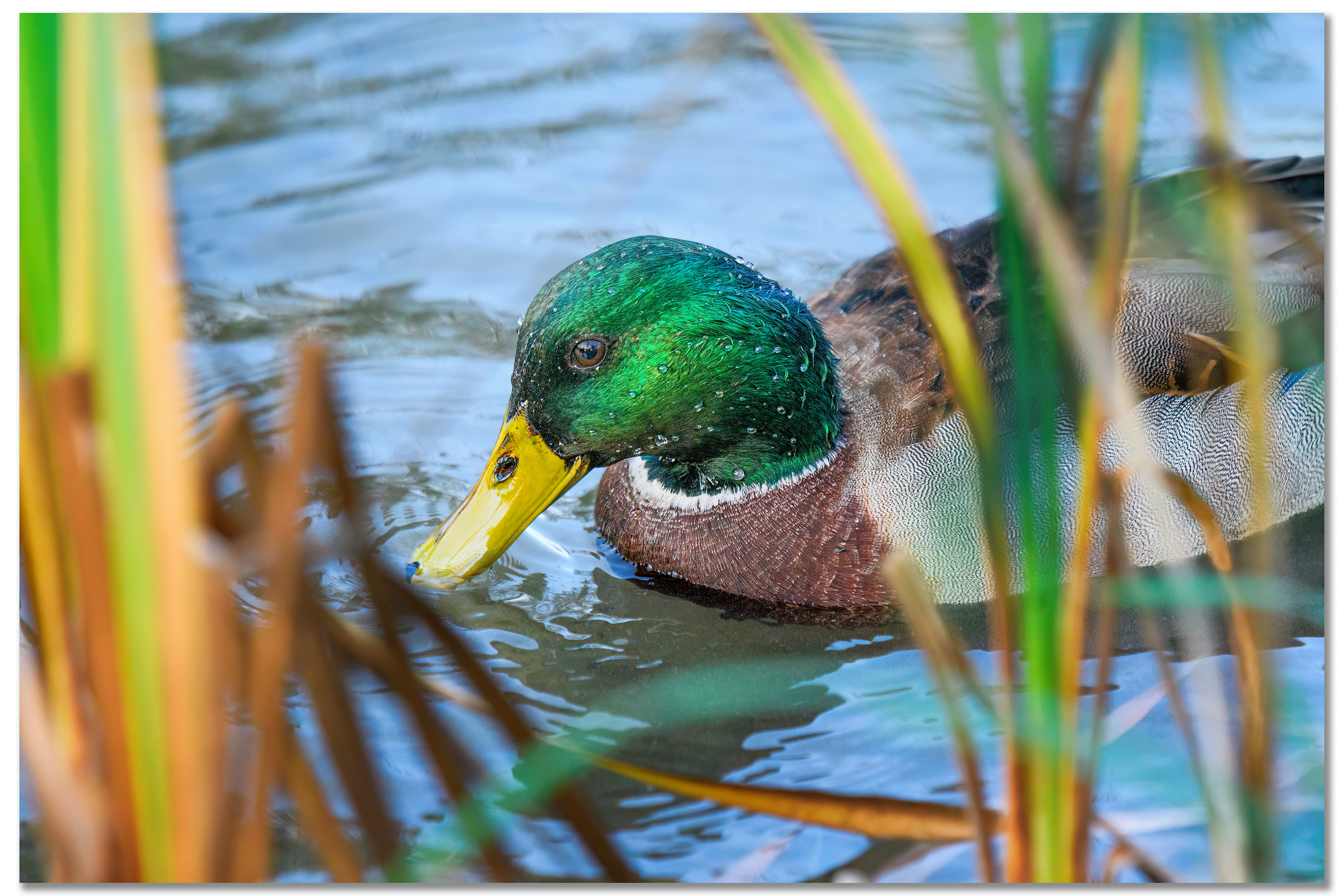 Canard Colvert - Anas platyrhynchos