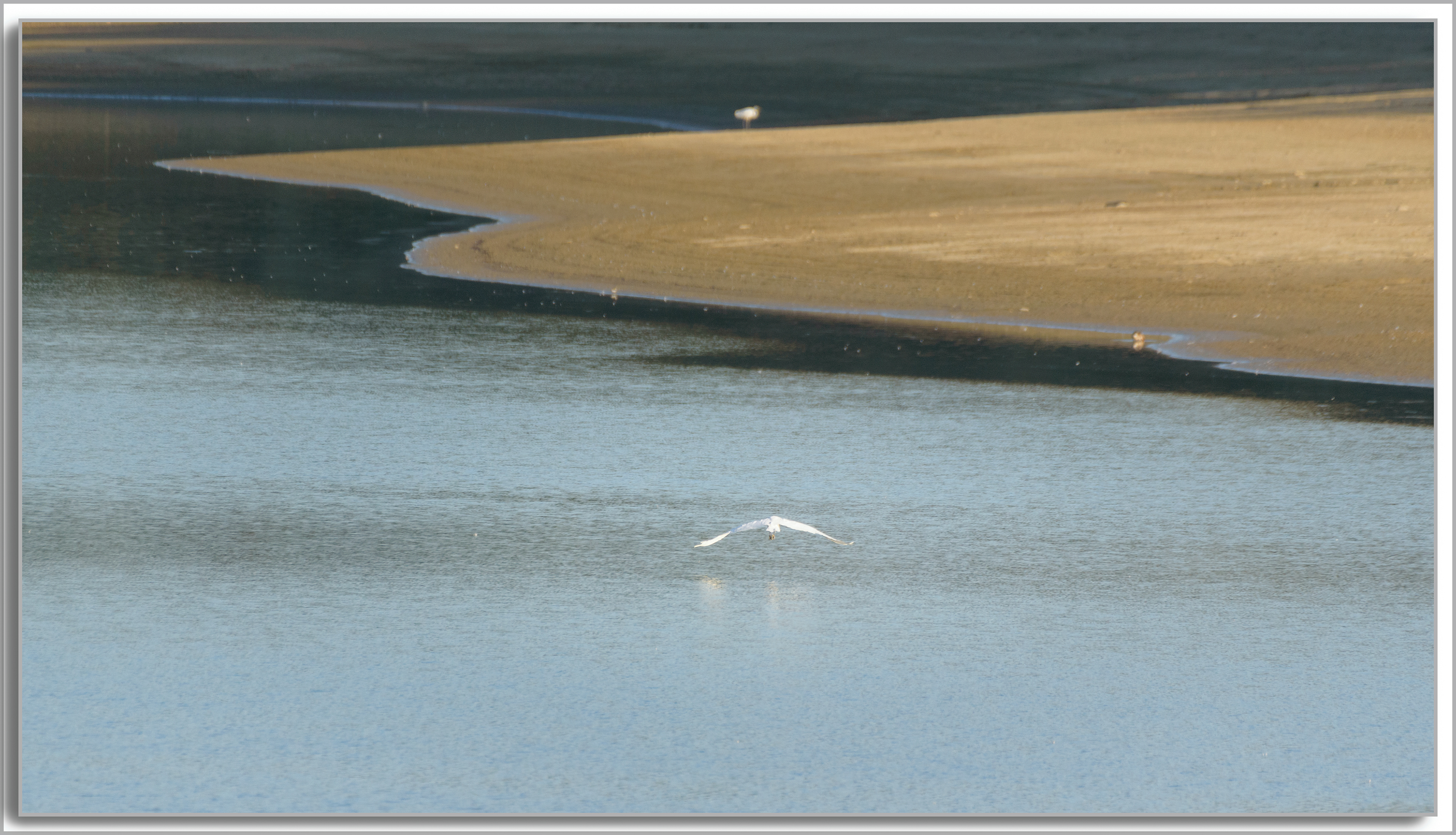 Grande Aigrette - Ardea Alba