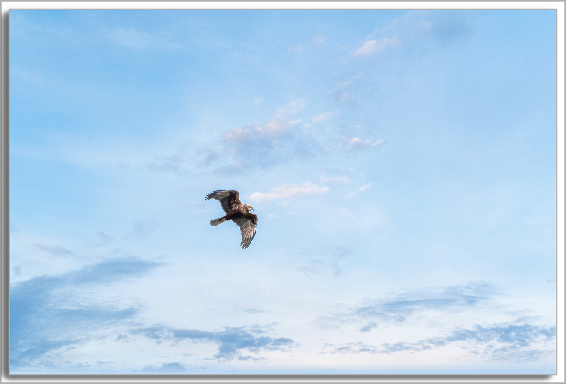 Busard des roseaux - Circus aeruginosus