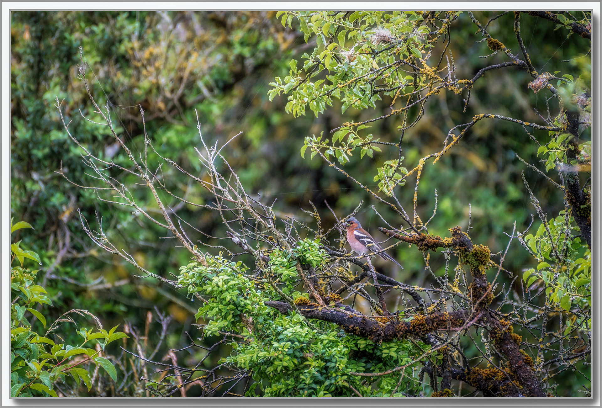 Pinson des arbres - Fringilla Coelebs