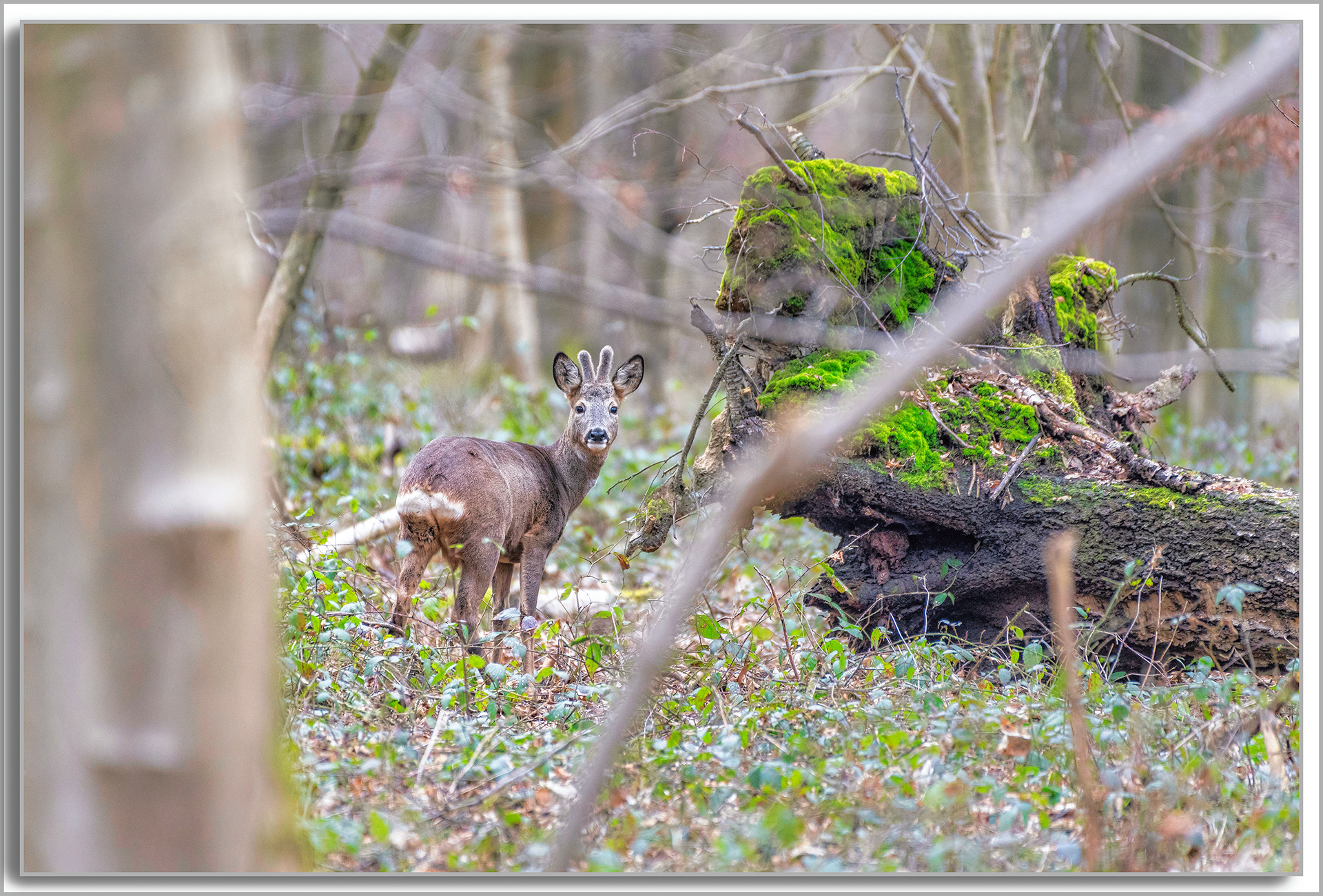 Chevreuil - Capreolus capreolus
